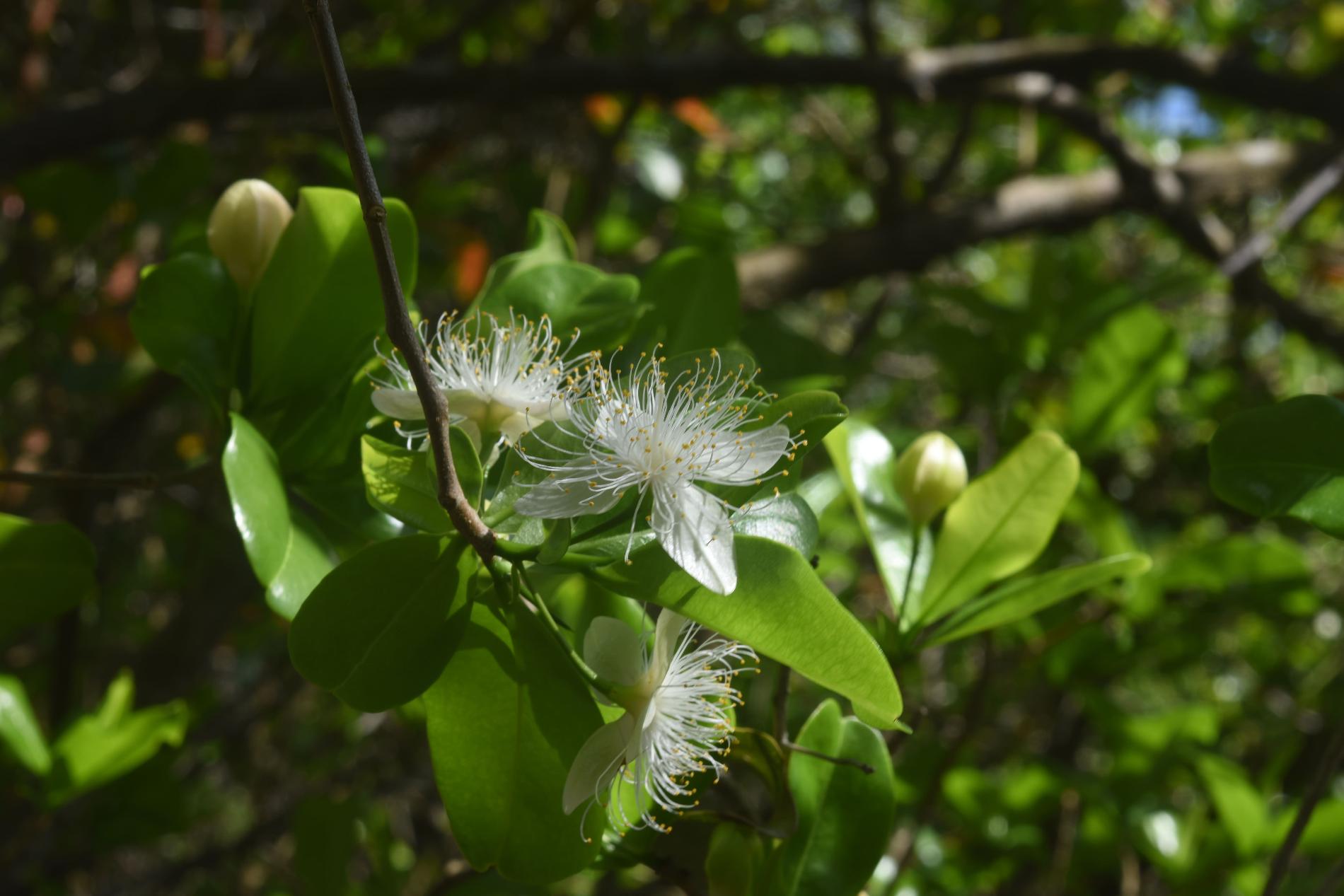 Inflorescence de *Foetidia comorensis* © Abassi Dimassi - CBN Mascarin