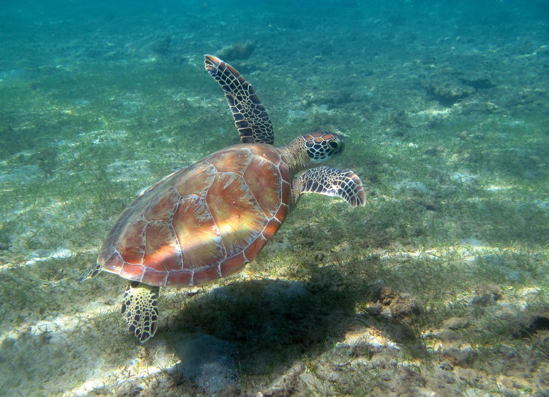 *Chelonia mydas* © Alexandra Gigou / Office français de la biodiversité