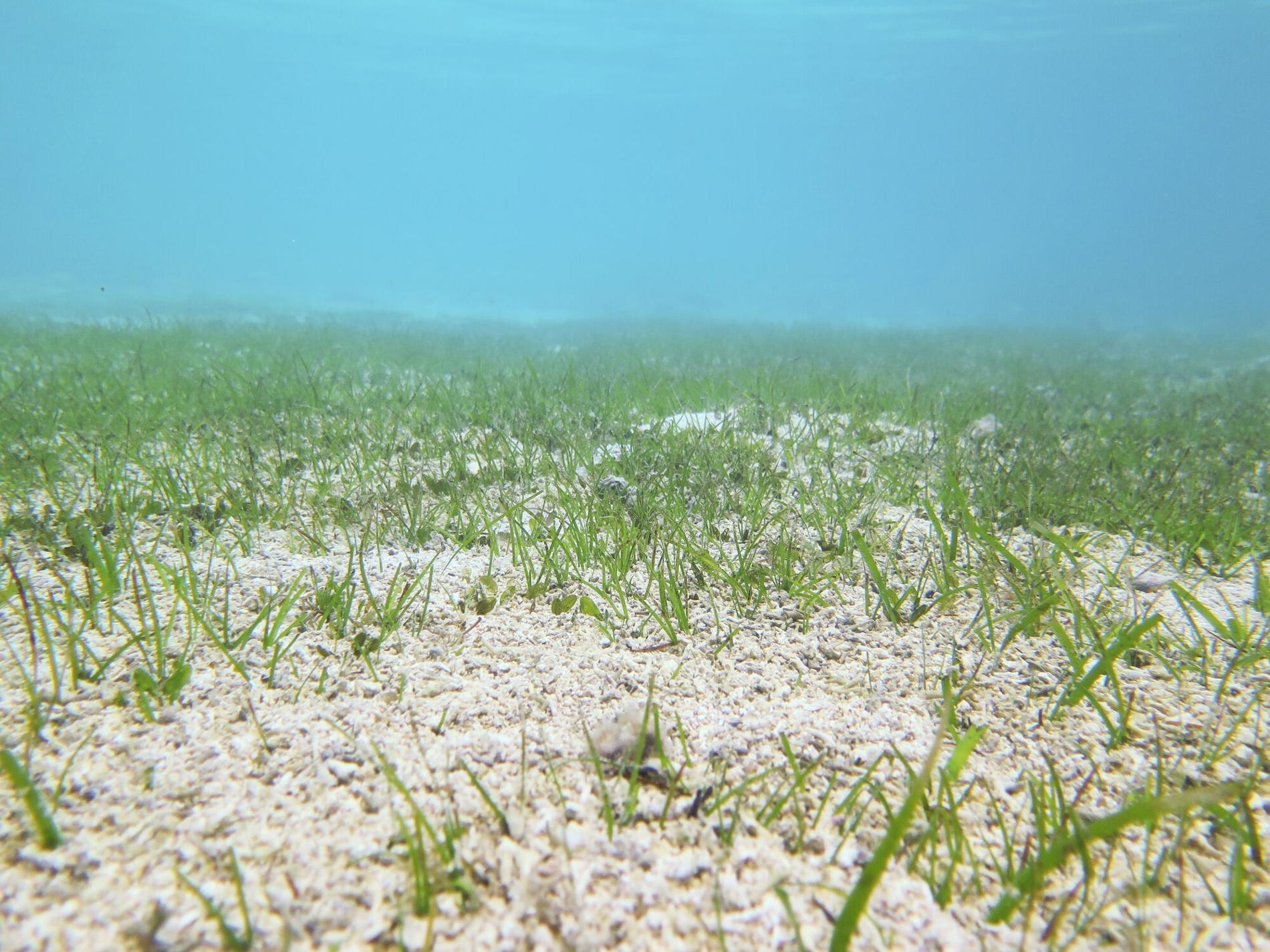 Herbier sous-marin © Marine Dedeken / Office français de la biodiversité