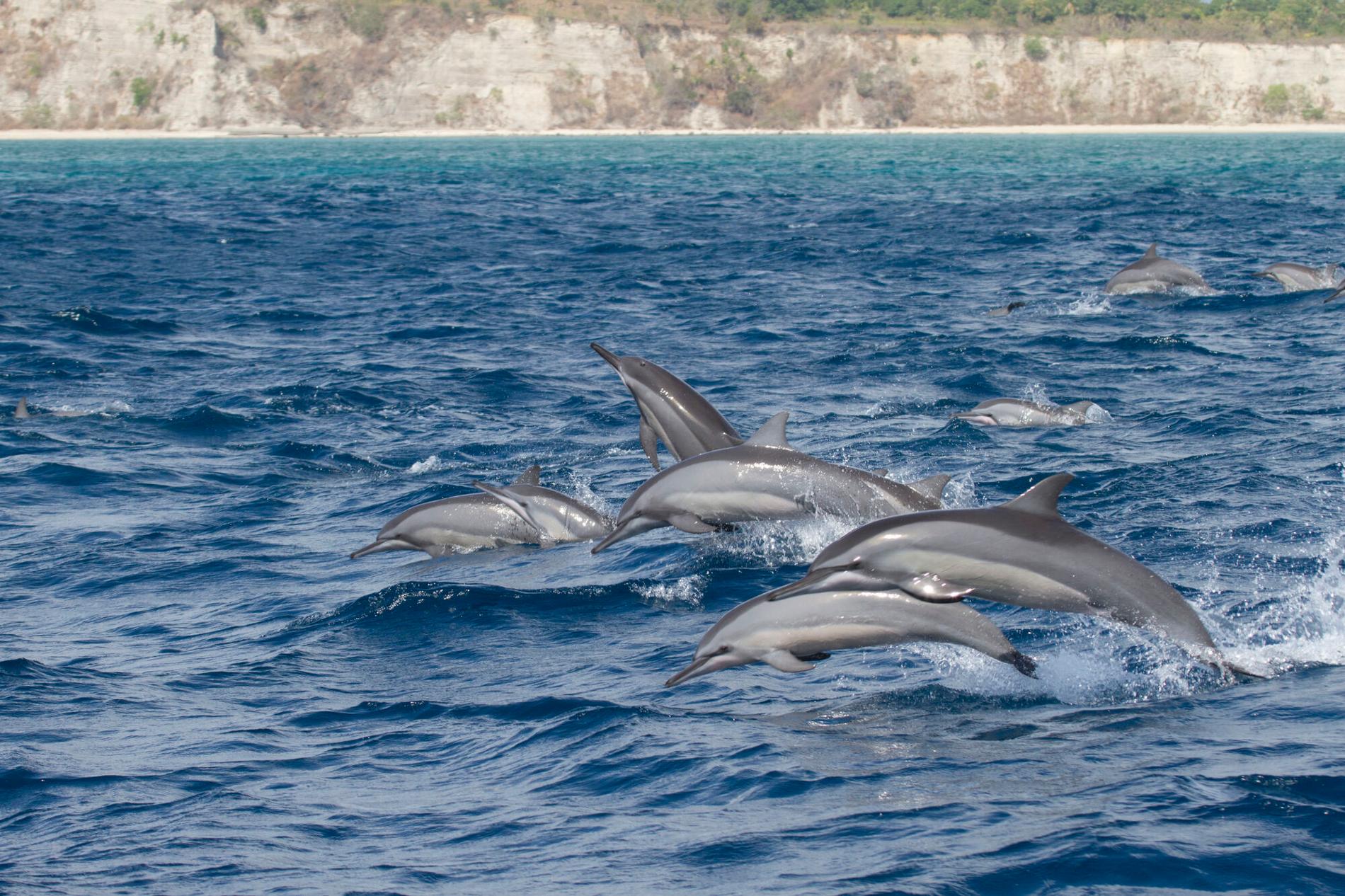 *Stenella longirostris* © Yannick Stephan - Mayotte Découverte