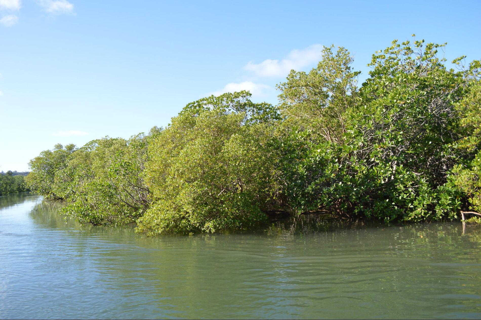 Mangrove de Kawéni © Fanny Cautain / Office français de la biodiversité
