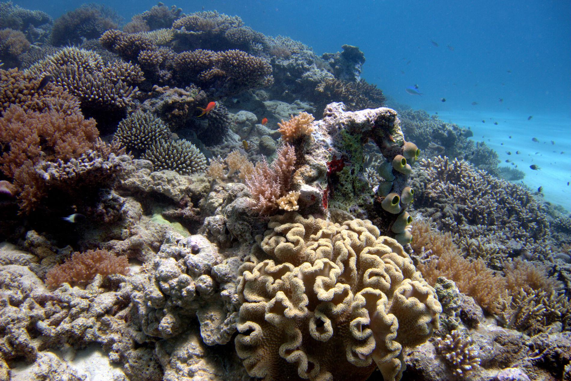 Récifs de la passe en S © Marine Dedeken / Office français de la biodiversité