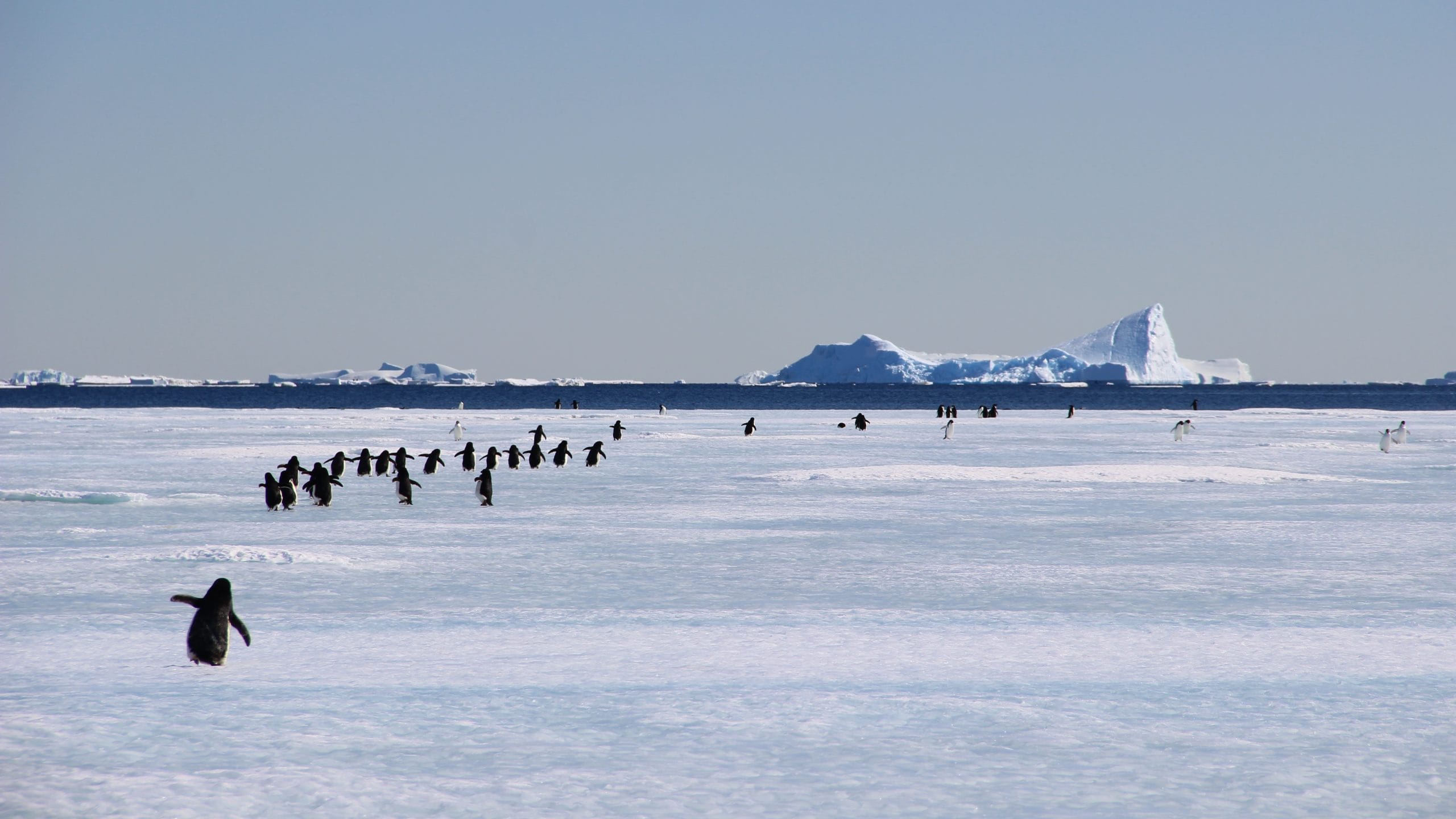 Manchots Adélie © Terres australes et antarctiques françaises