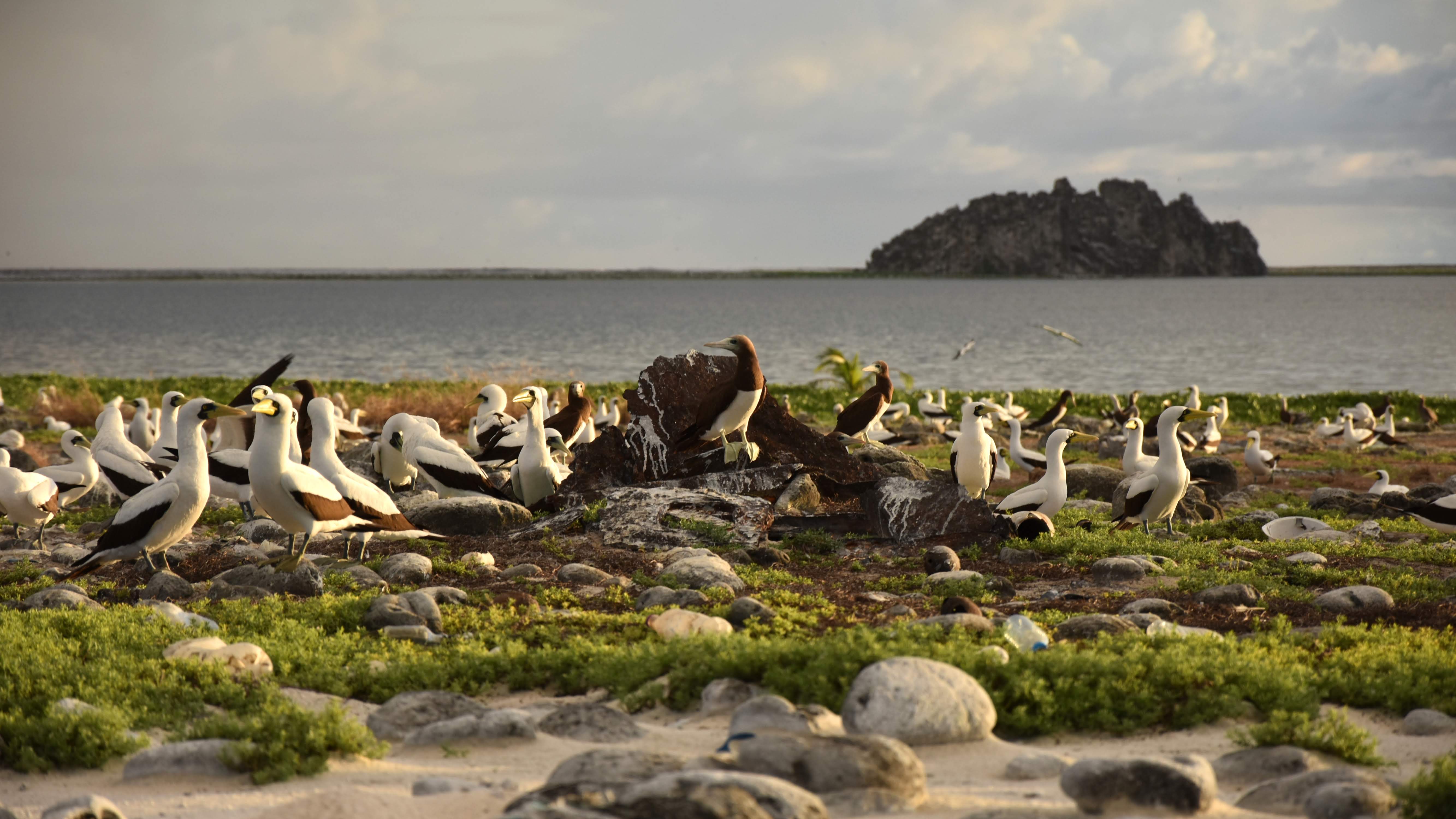 © Tristan Berr - IRD Nouméa