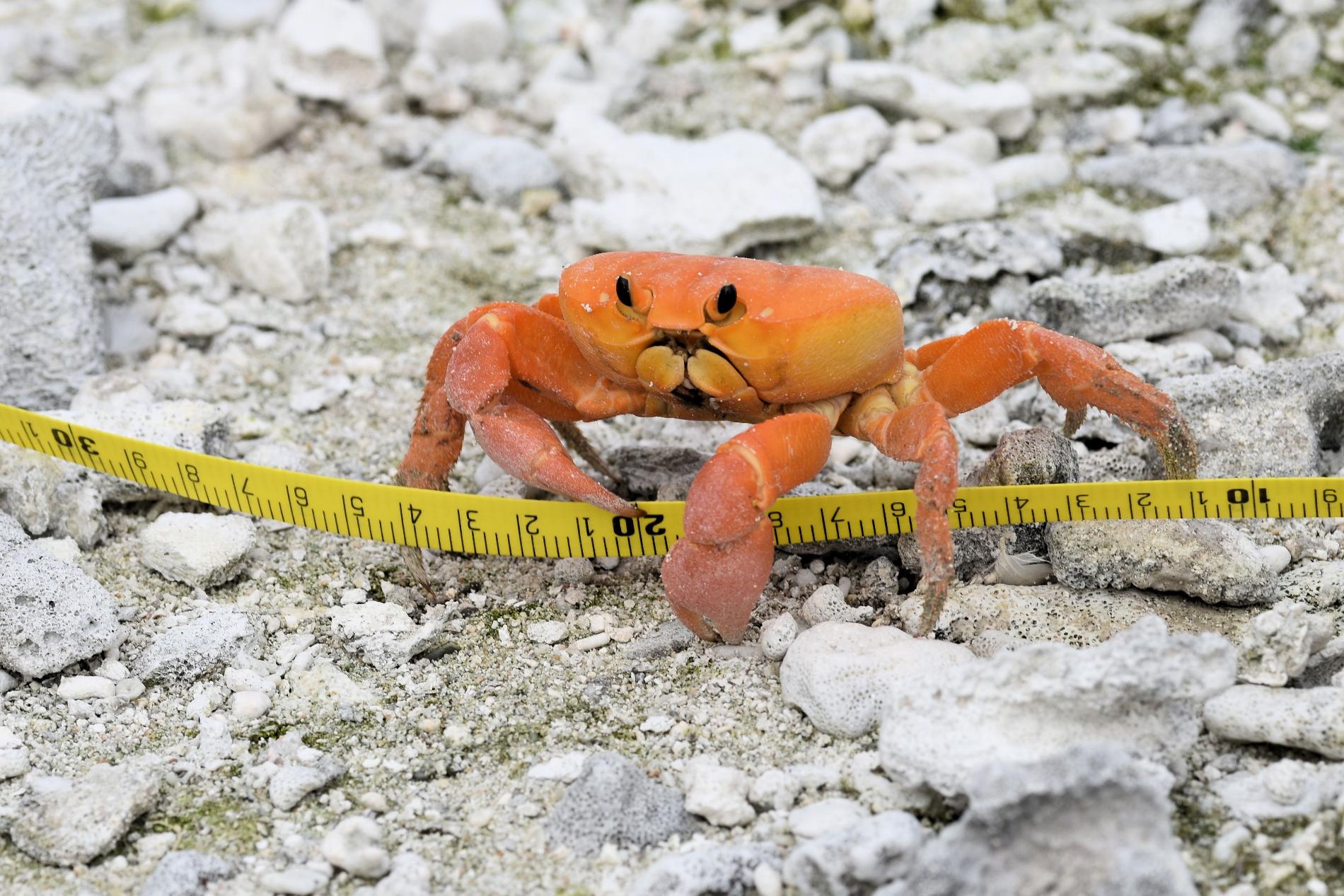 Crabe rouge de Clipperton © Tristan Berr - IRD Nouméa