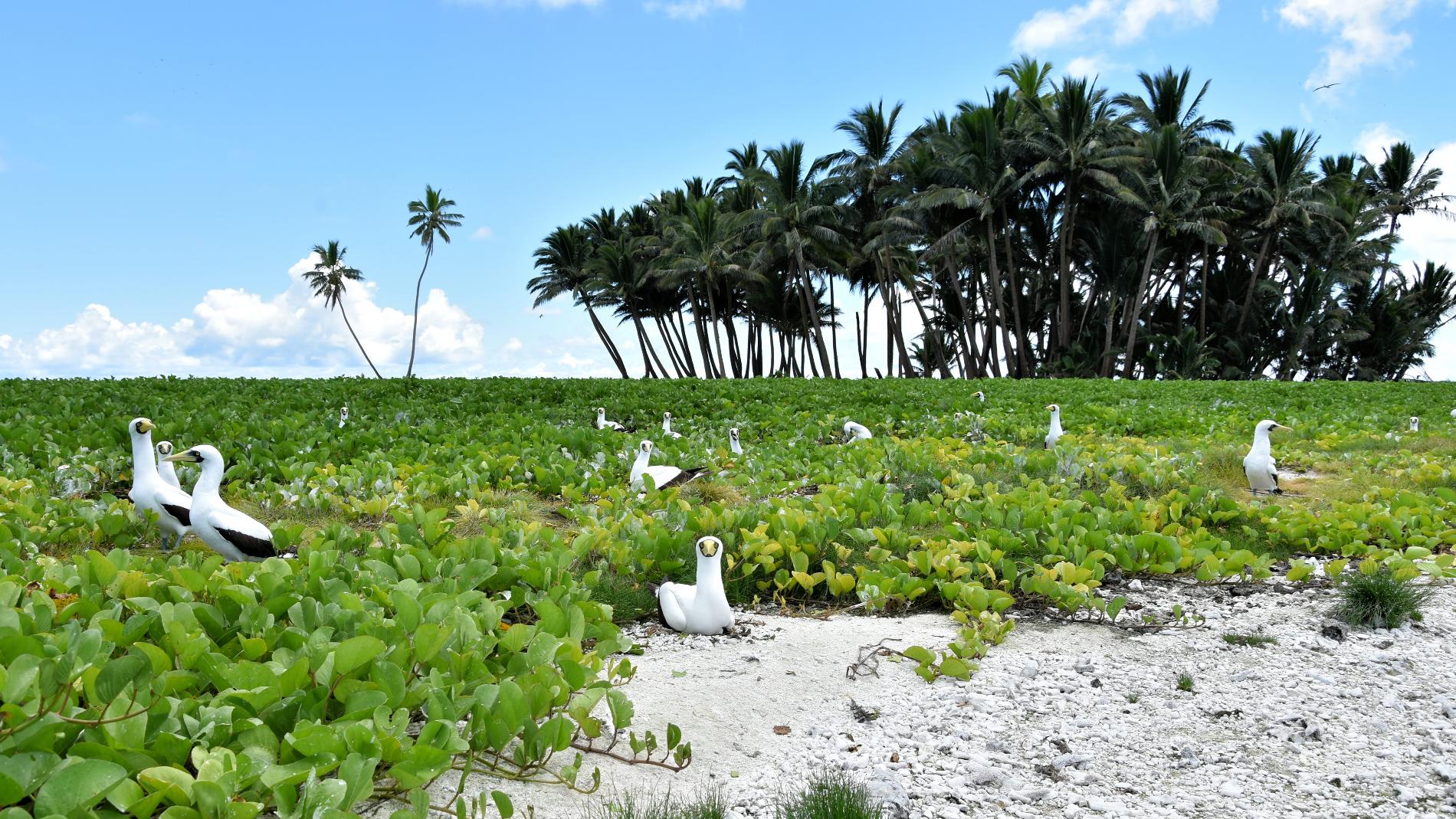 Tapis d'ipomées, cocotiers et fous masqués © Tristan Berr - IRD Nouméa