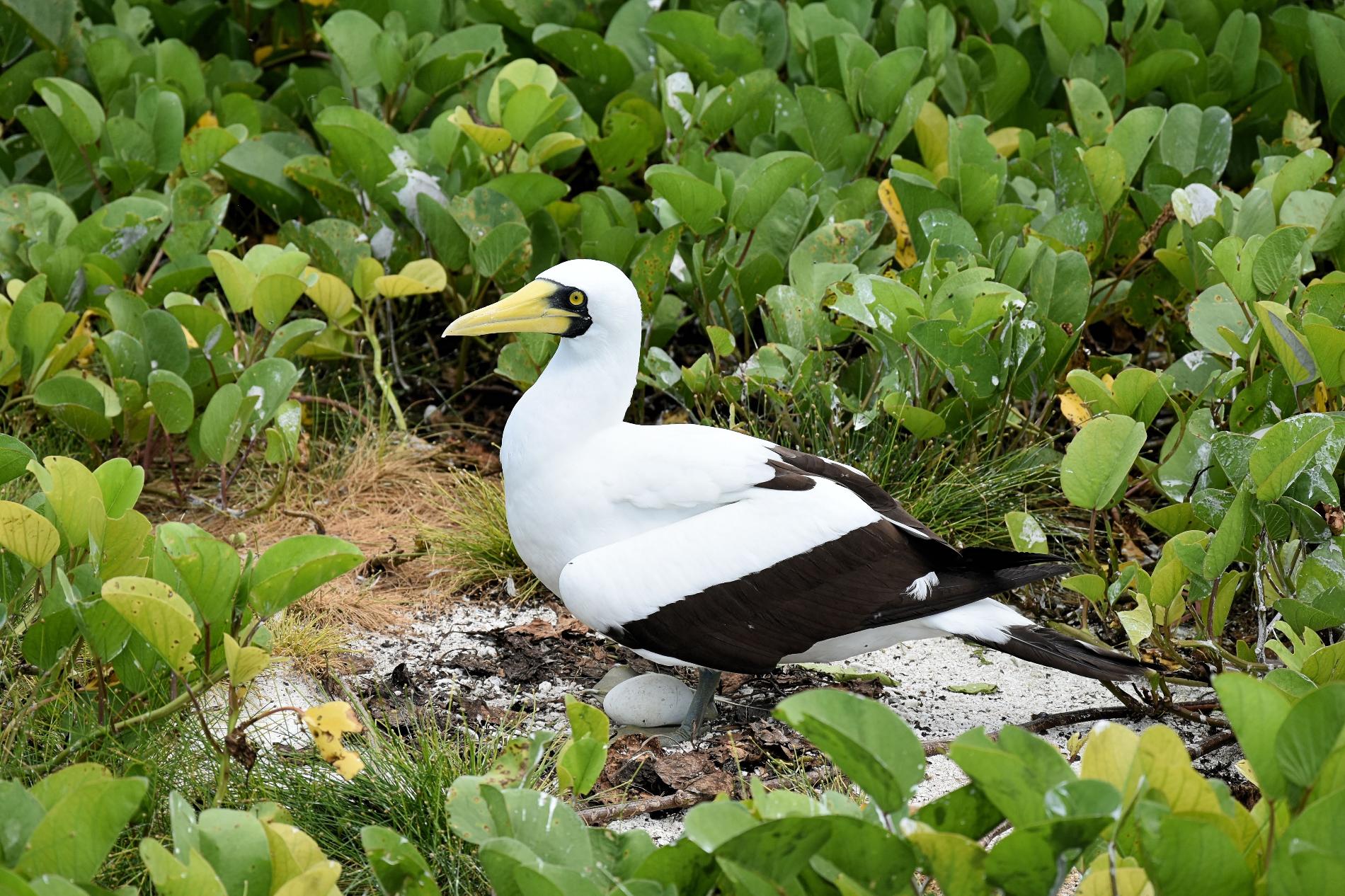 Fou masqué et son oeuf © Tristan Berr - IRD Nouméa