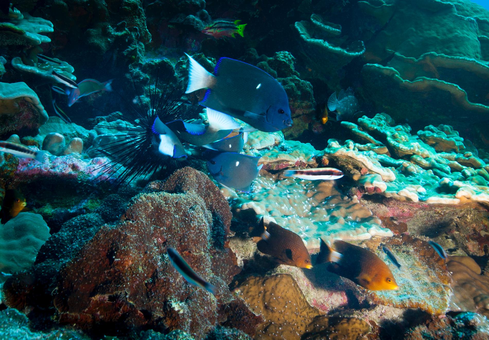 Poissons-ange de Clipperton (en haut) et demoiselles de Clipperton (en bas à droite) © Eric Clua - CRIOBE