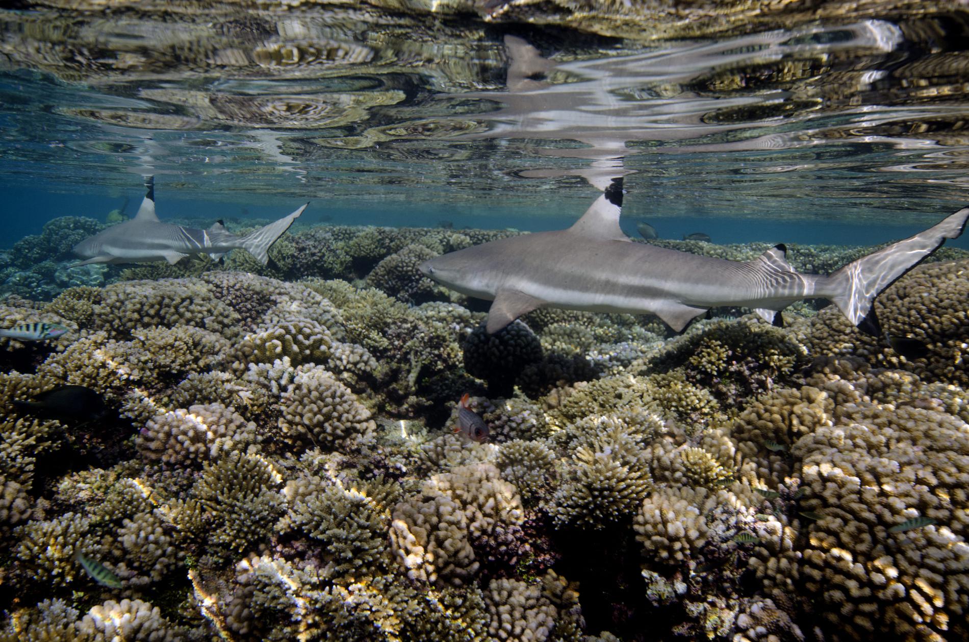 Requins pointe noire, Fakarava, Polynésie française © Franck Mazeas - 97px