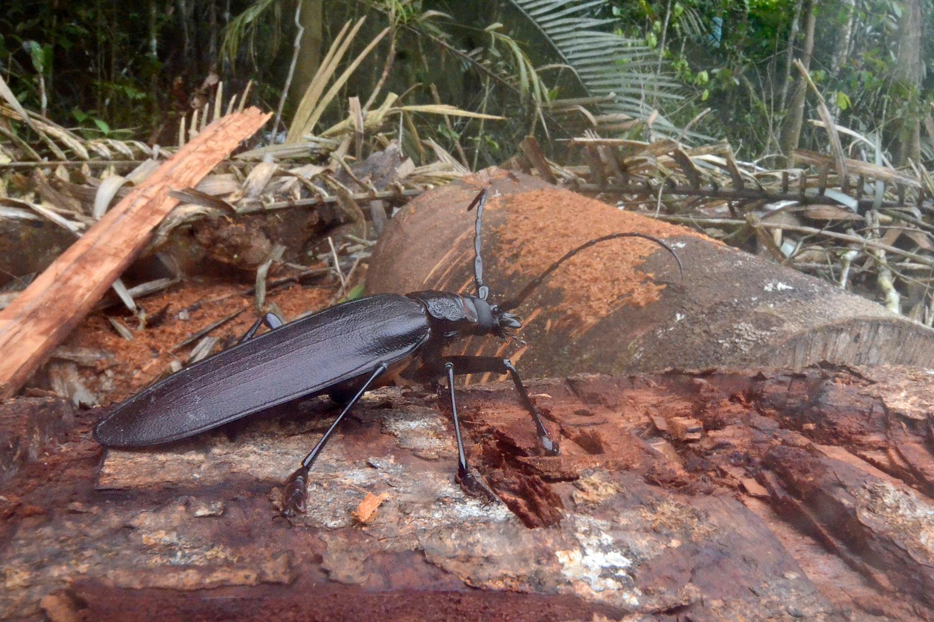 *Titanus giganteus* © Julien Touroult - INPN