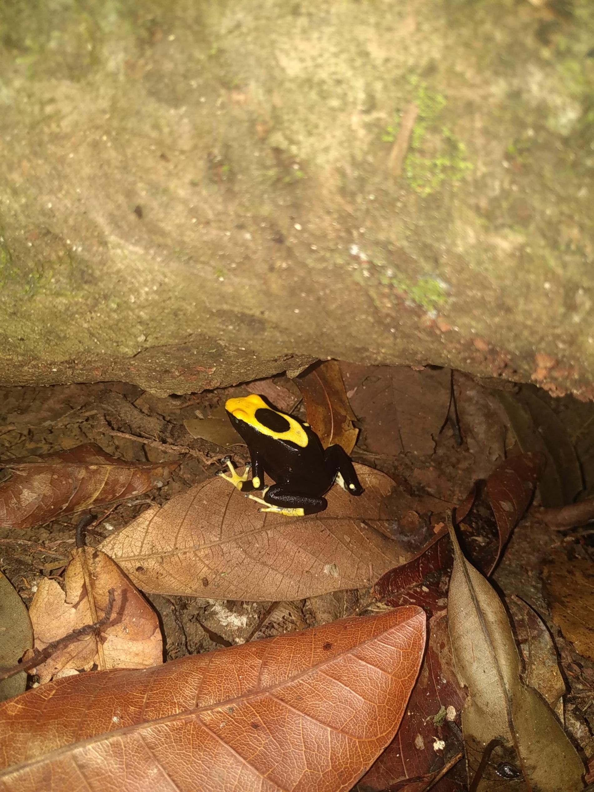 *Dendrobates tinctorius* © Raphaël Gailhac - OFB