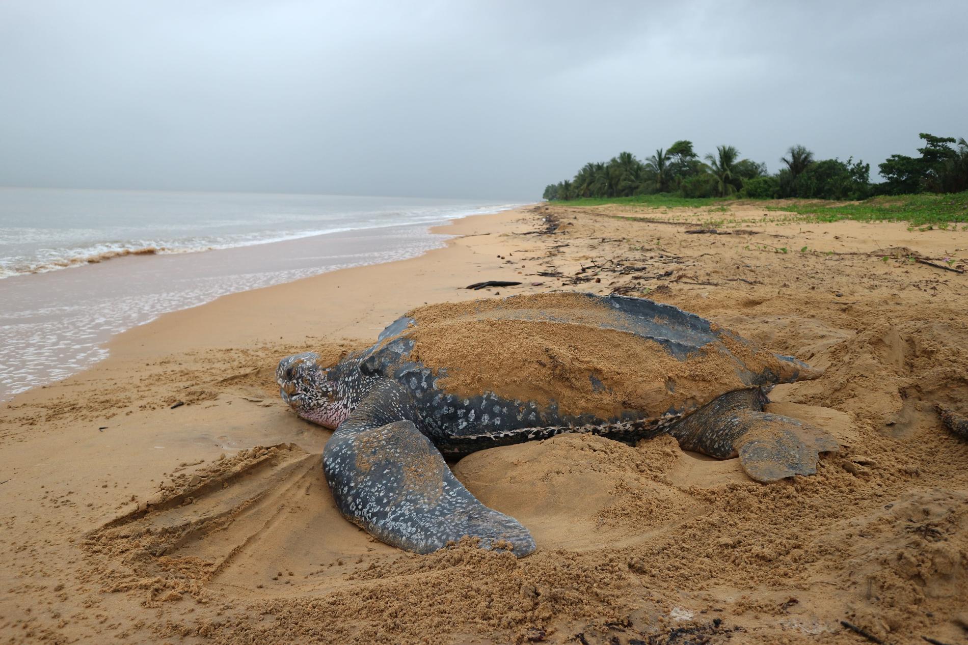 *Dermochelys coriacea* © Raphaël Gailhac - OFB