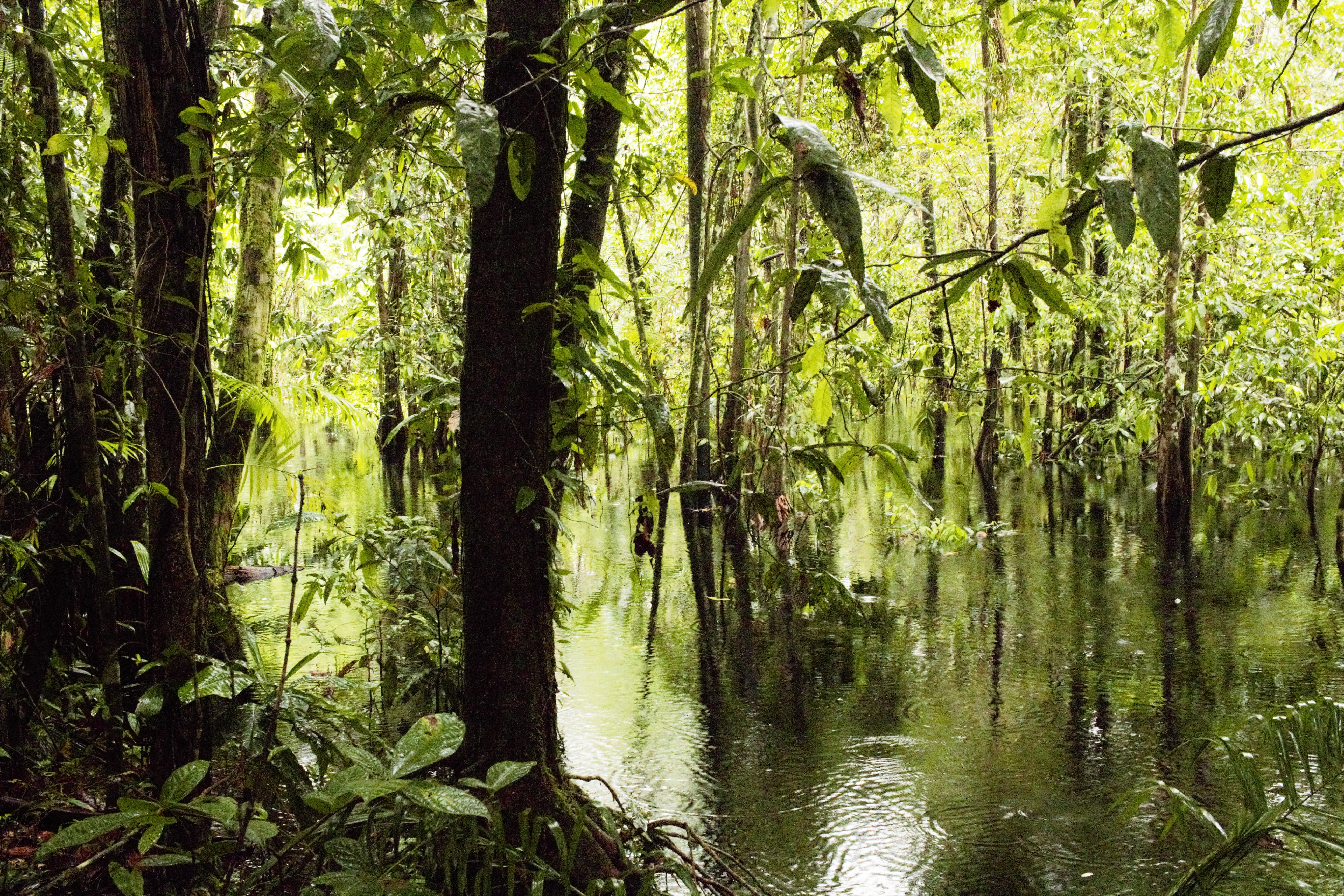 Lac Pali, dans les marais de Kaw © Andréa Poiret