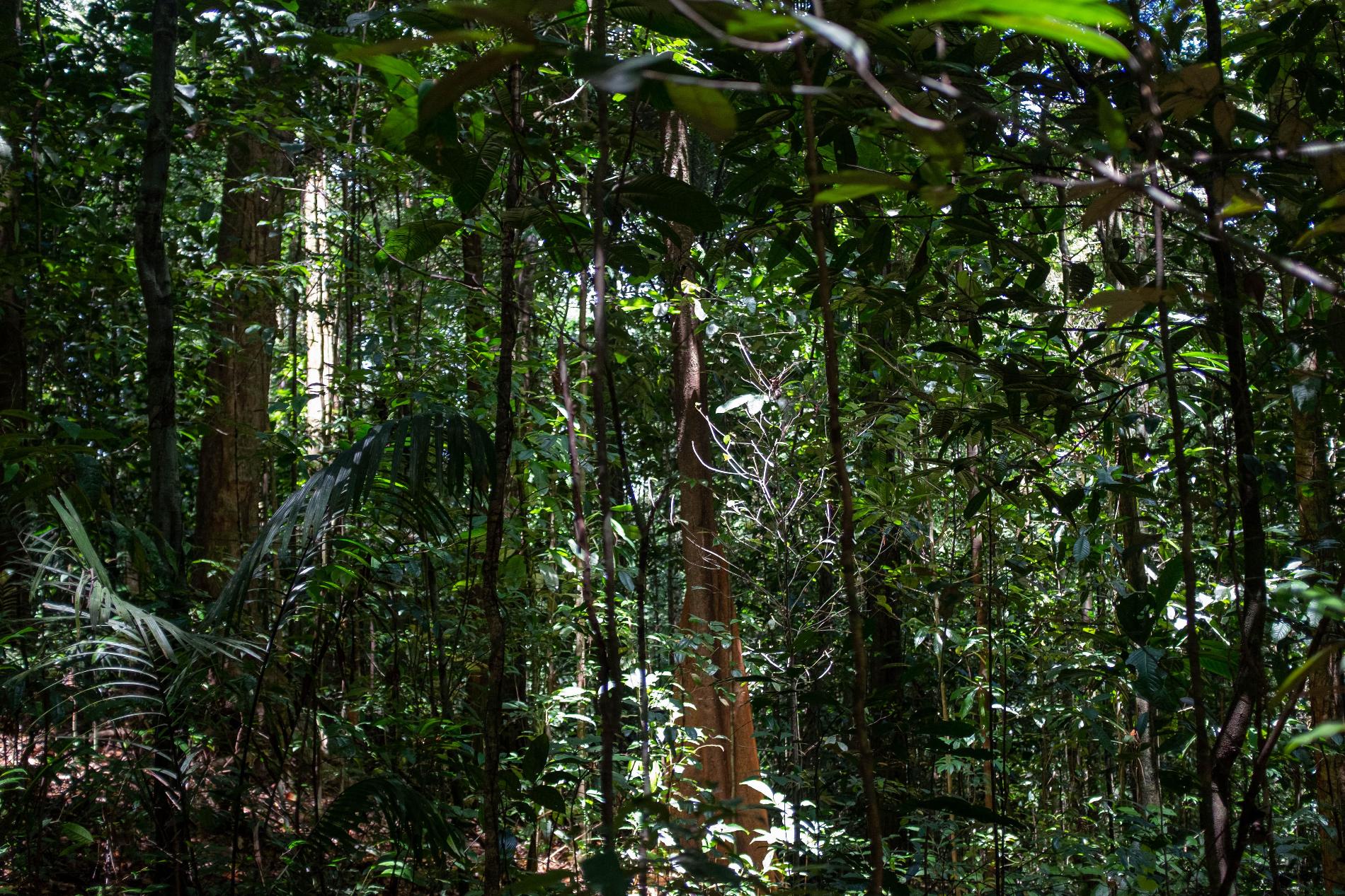 Forêt dense humide © Sylvain Santelli - 97px
