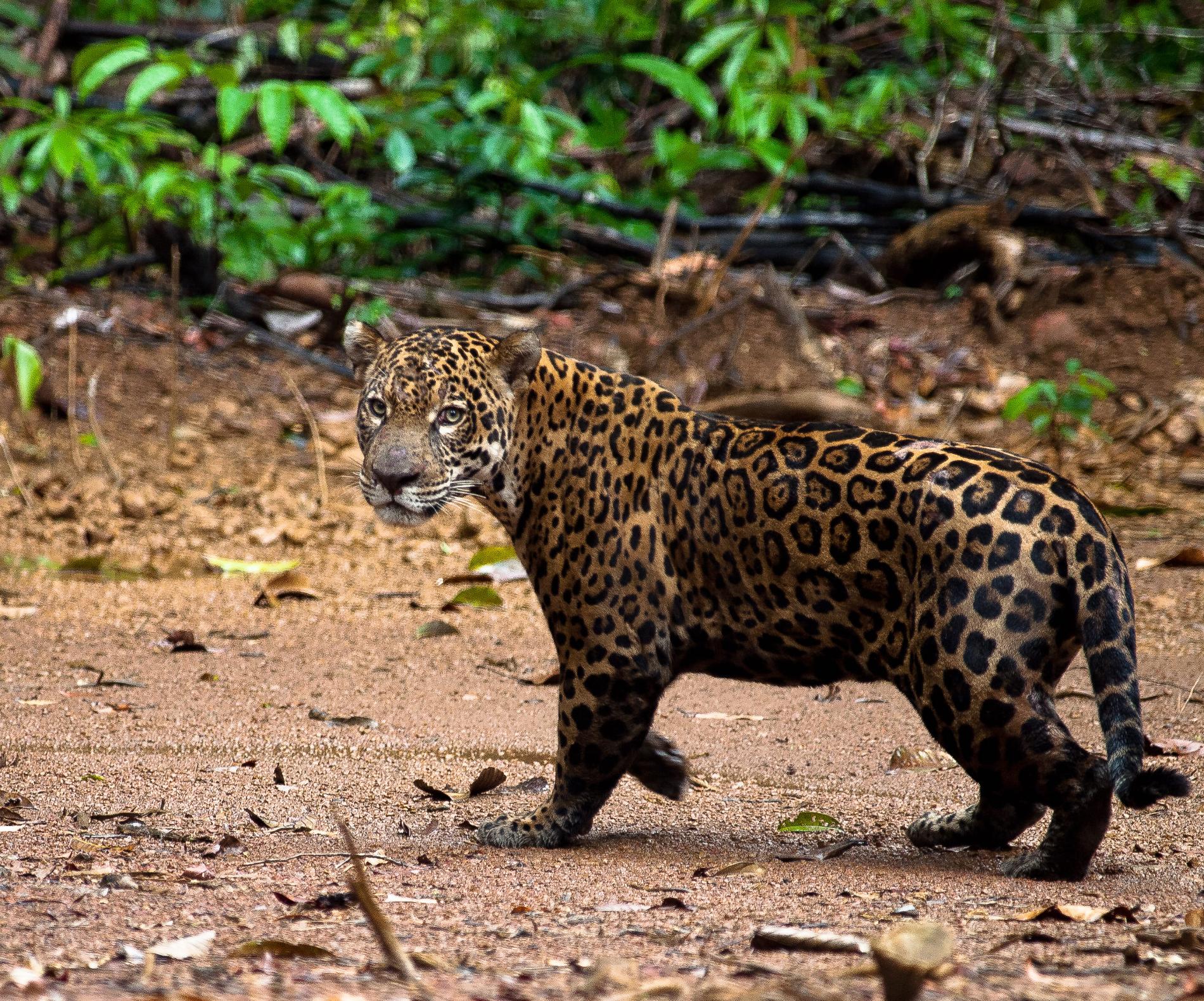 *Panthera onca* © Raphaël Gailhac - OFB