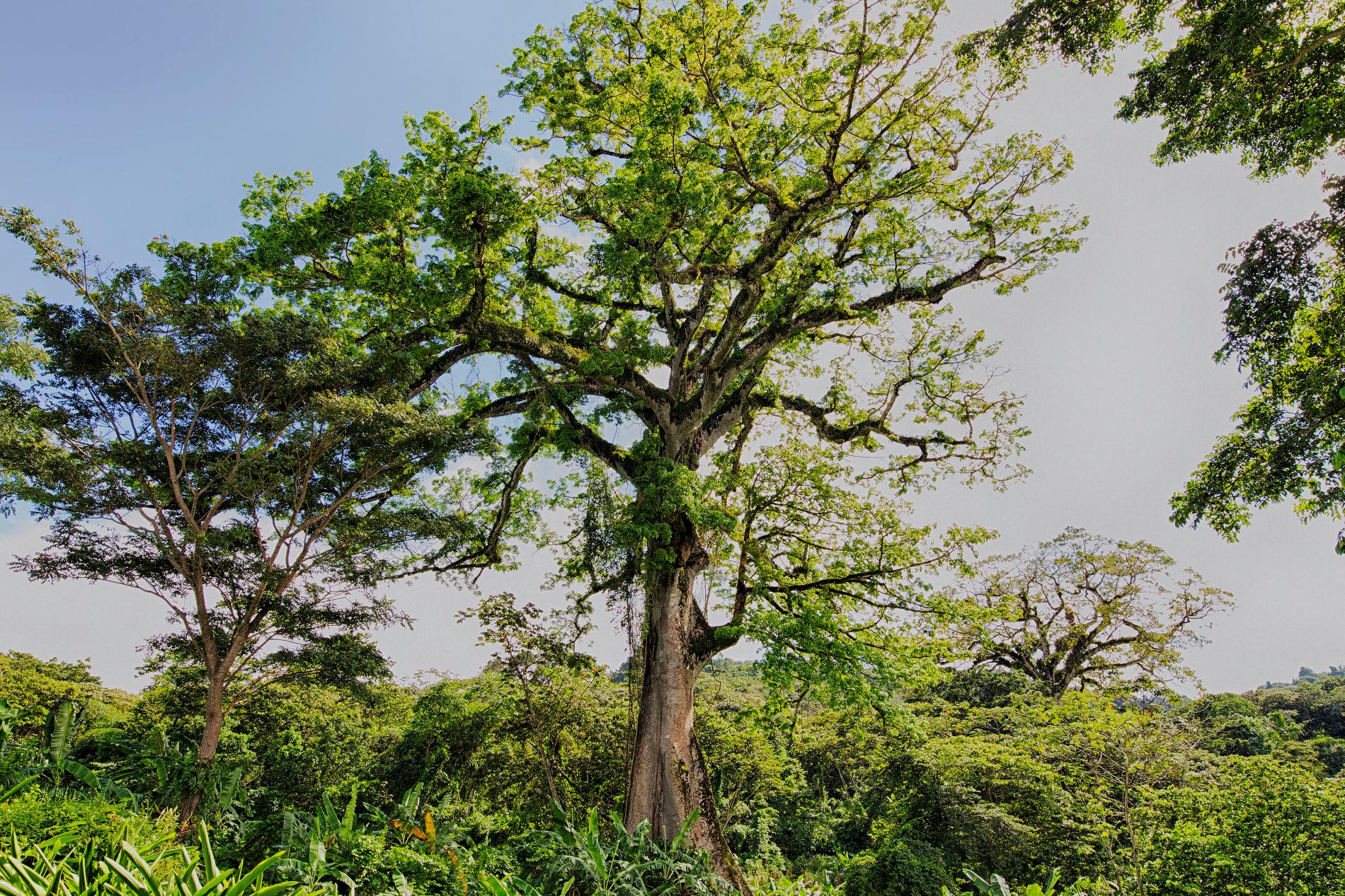 *Ceiba pentandra* © Jean-Christophe Marsy