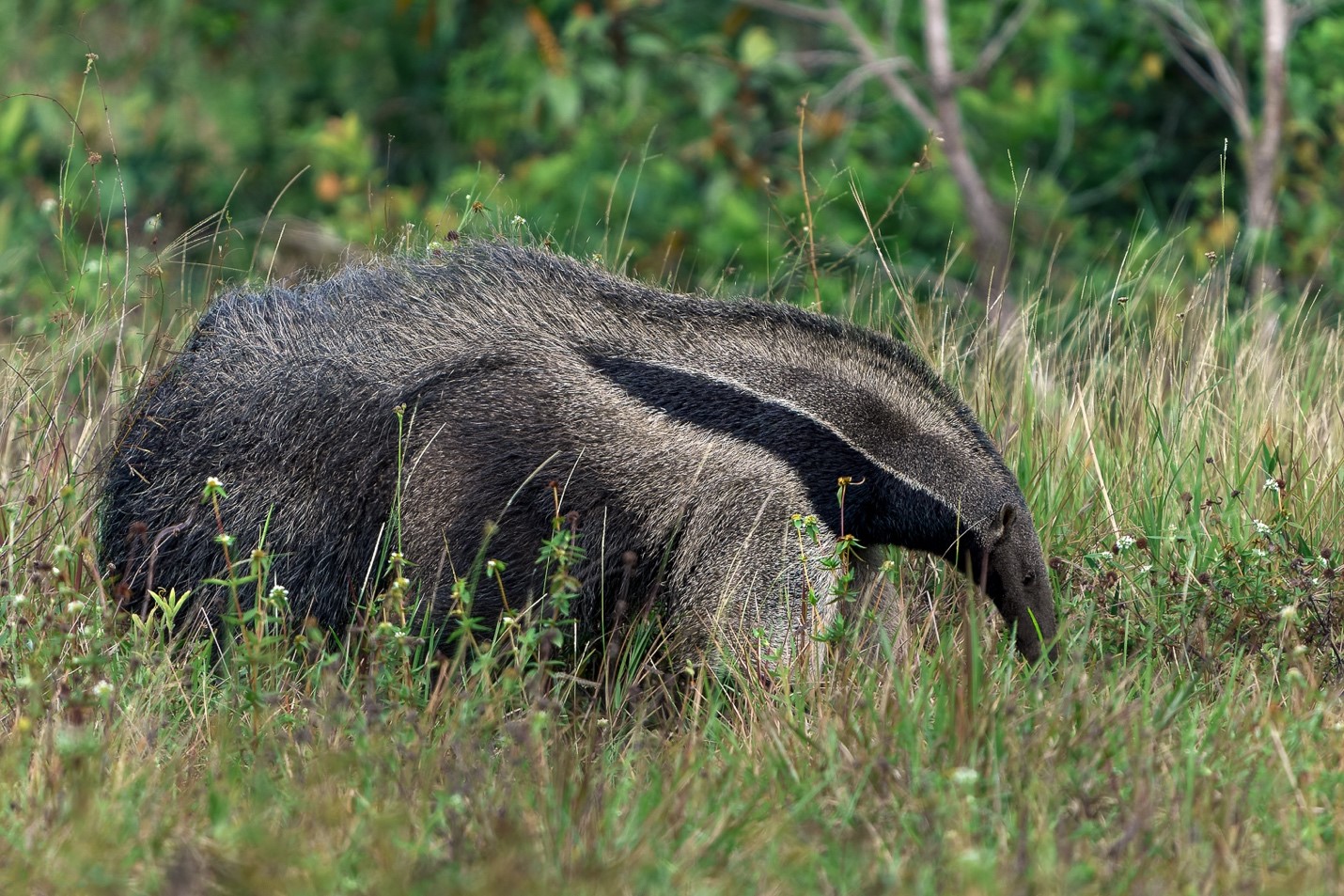 Grand tamanoir dans une savane © Fabien Lefebvre