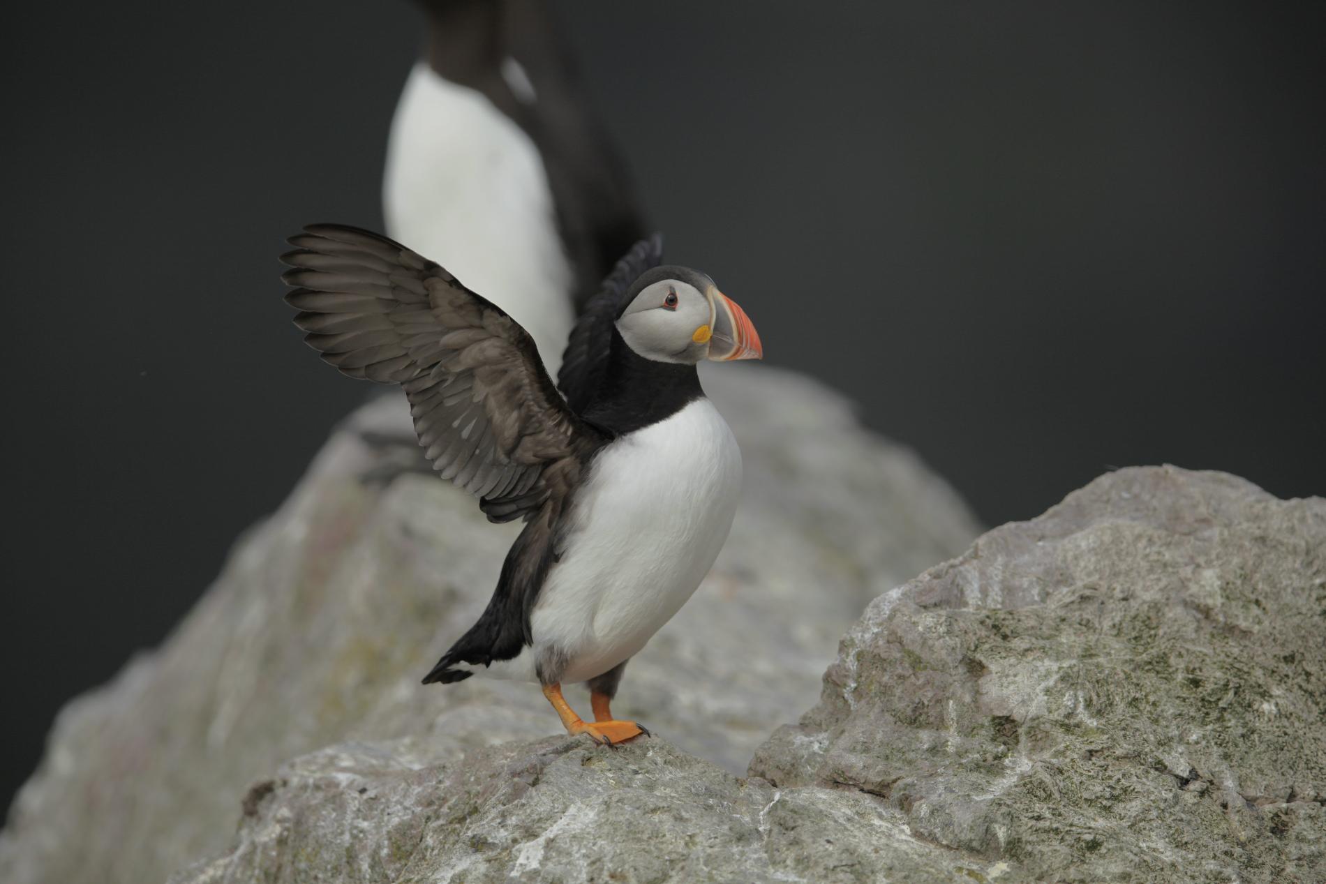 Macareux moine *Fratercula arctica* © Bruno Letournel - OFB