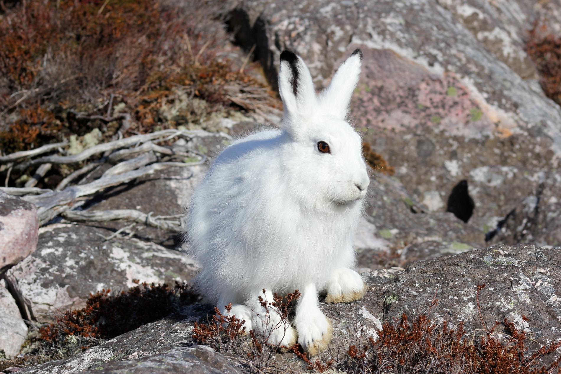 Lièvre arctique *Lepus arcticus* © Daniel Koelsch - DTAM 975