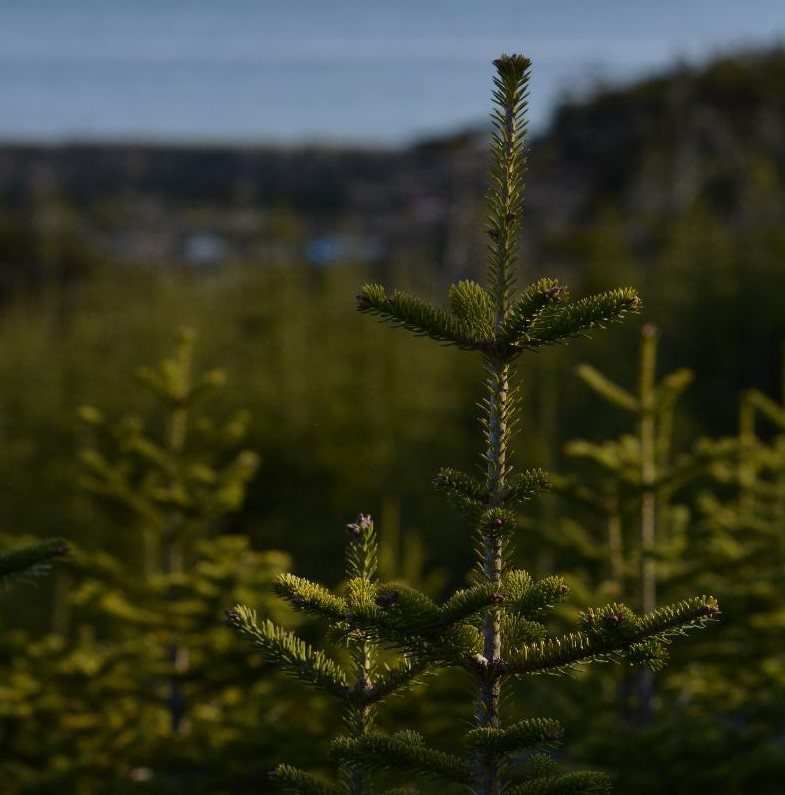 Sapin Baumier *Abies balsamea* © Nathalie De Lacoste