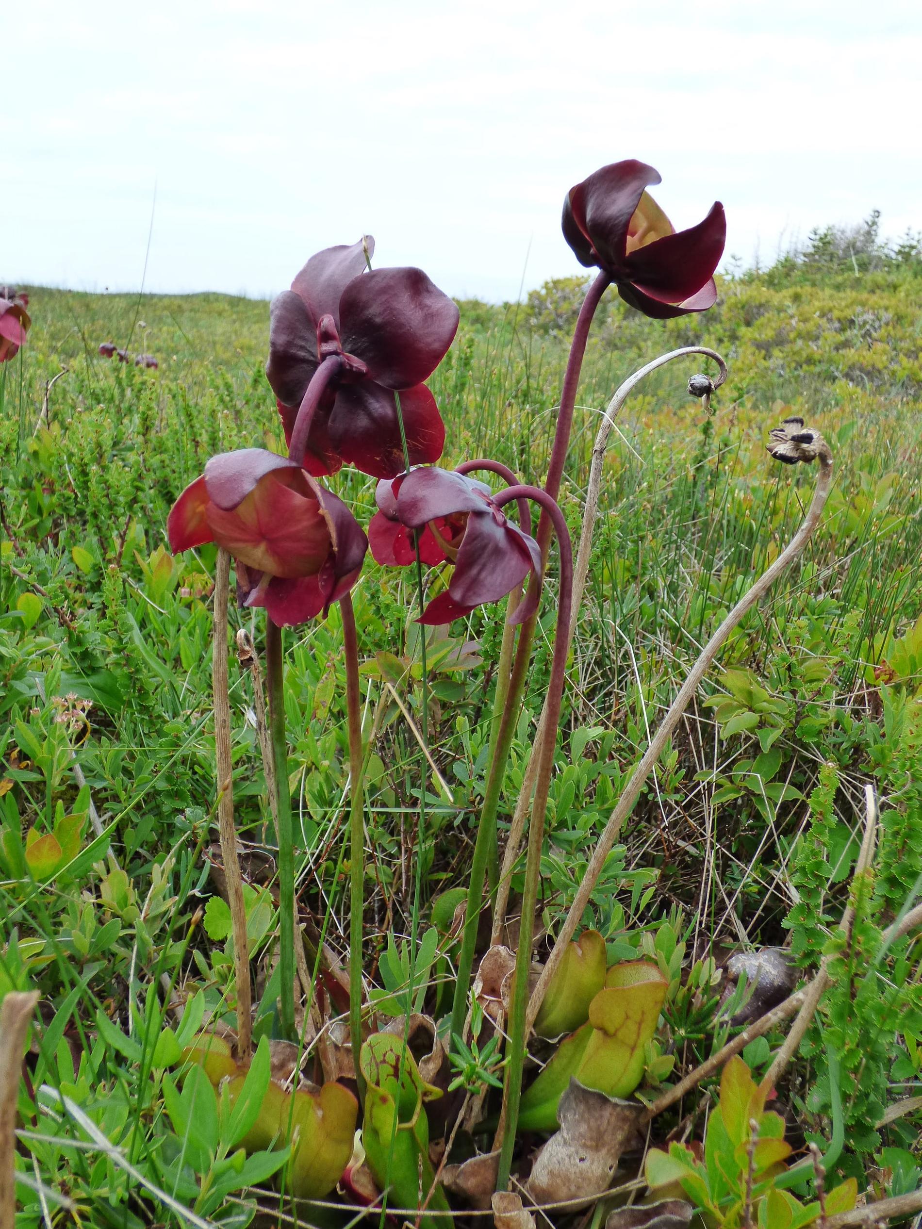 Sarracénie pourpre *Sarracenia purpurea* © Doriane Blottière - Patrinat