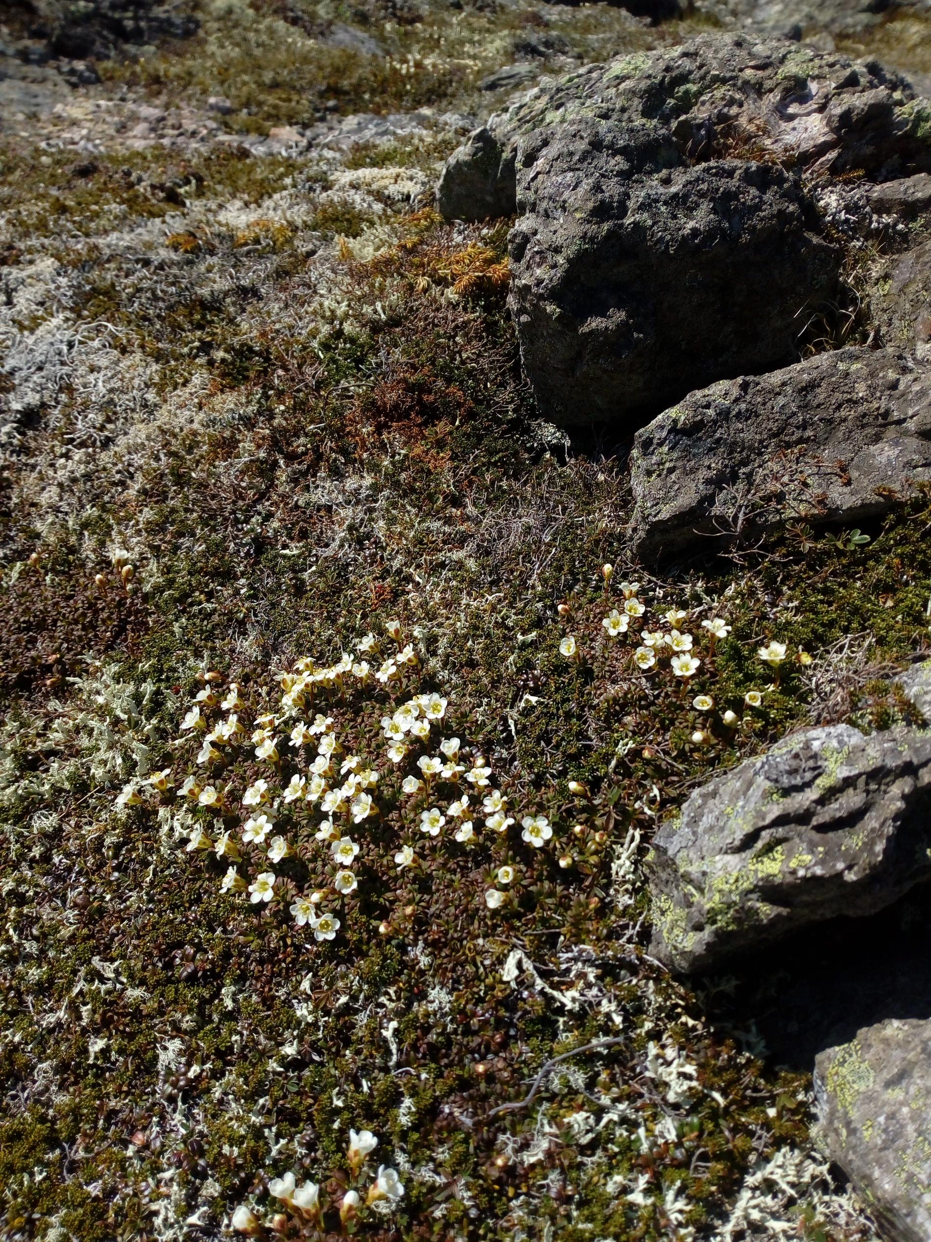 Diapensine de Laponie *Diapensia lapponica* © DTAM 975