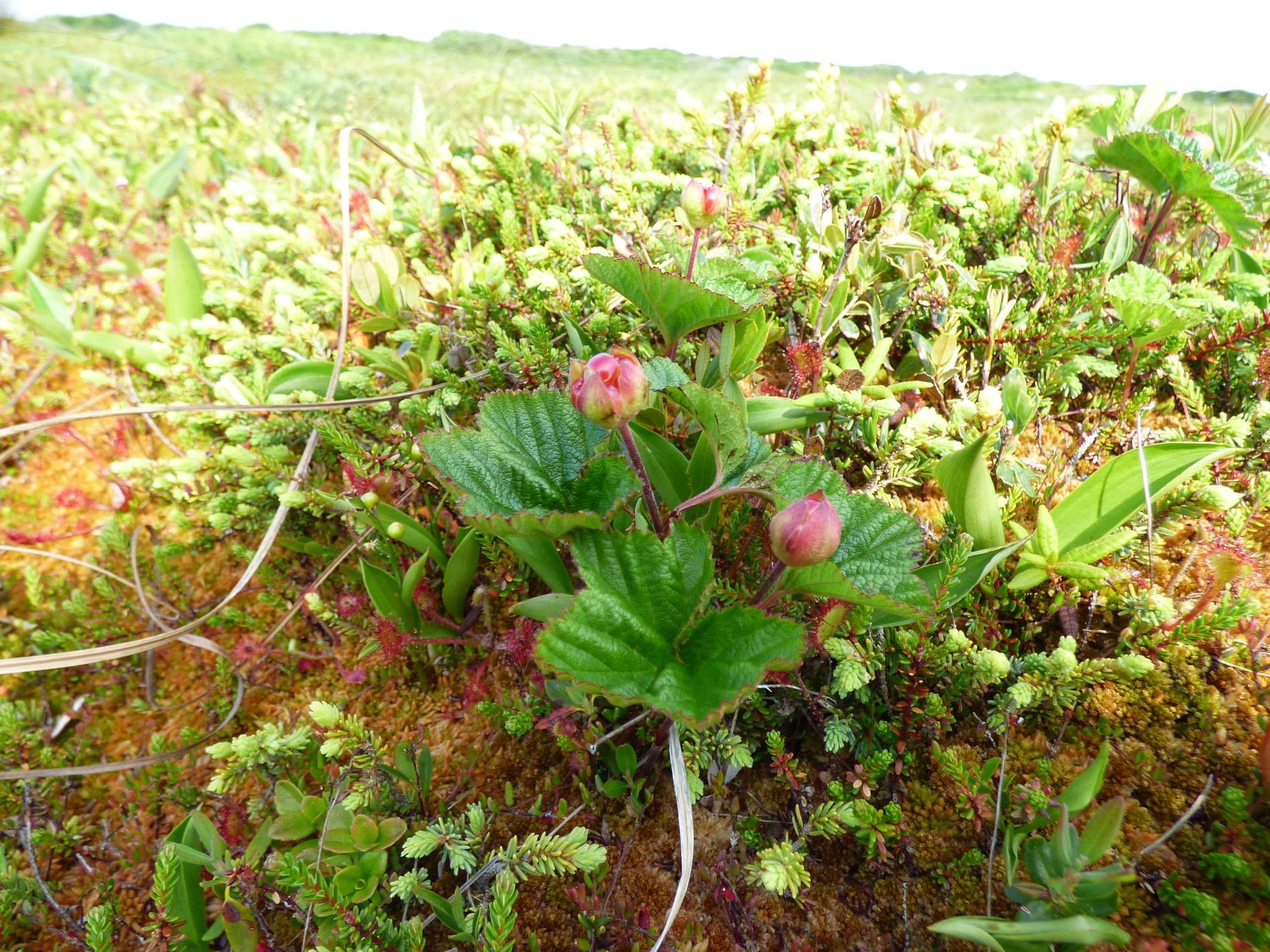 Plate-bière *Rubus chamaemorus* © Doriane Blottière - Patrinat