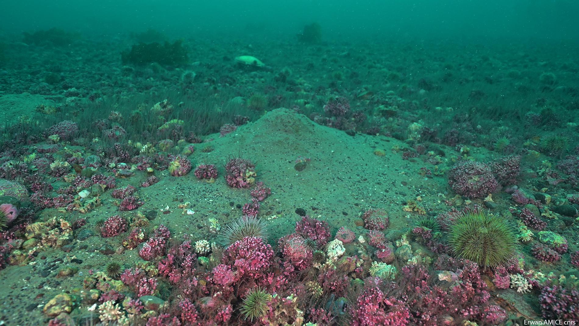 Bancs de maërl © Erwan Amice - CNRS