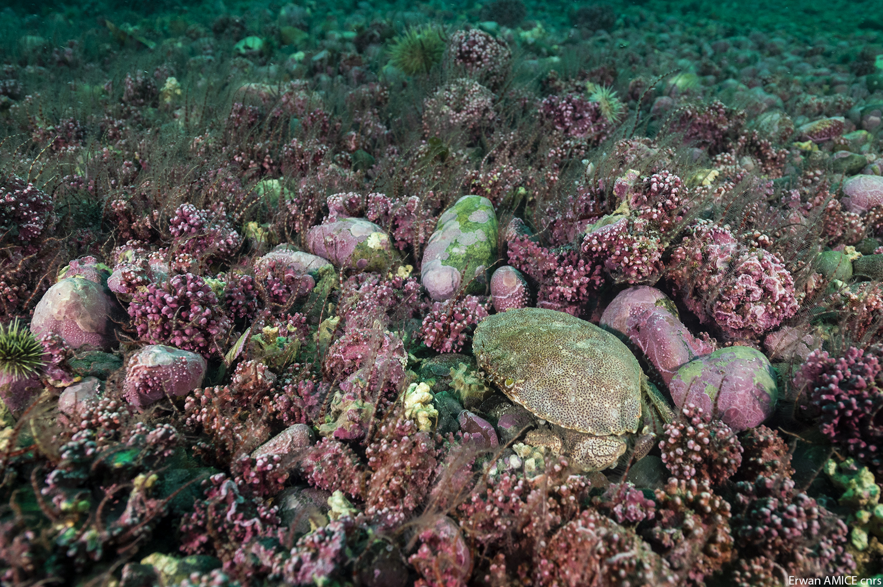 Bancs de maërl et de modioles © Erwan Amice - CNRS