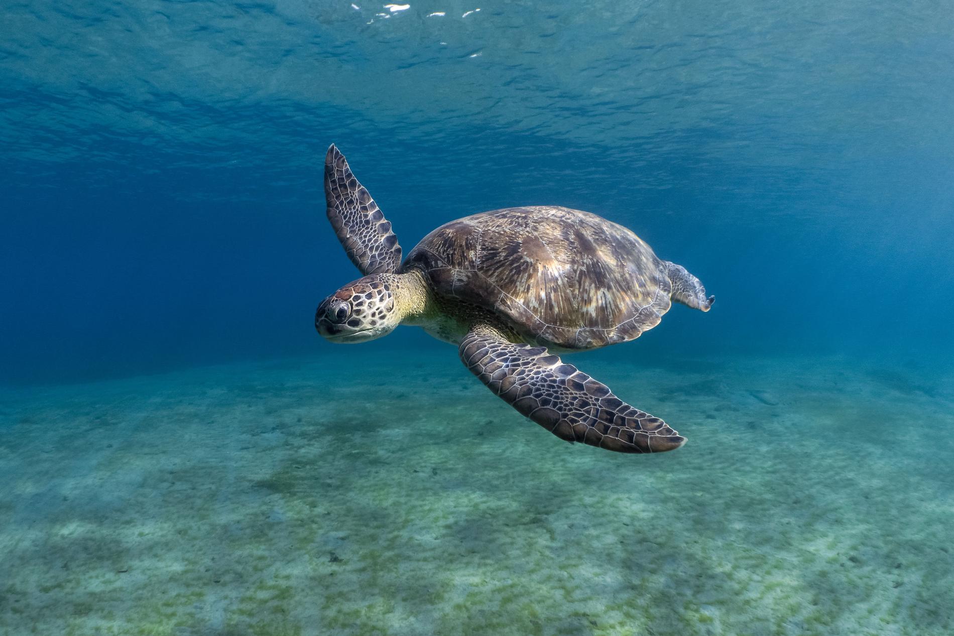 *Chelonia mydas* © Fabien Lefebvre - Association ACWAA