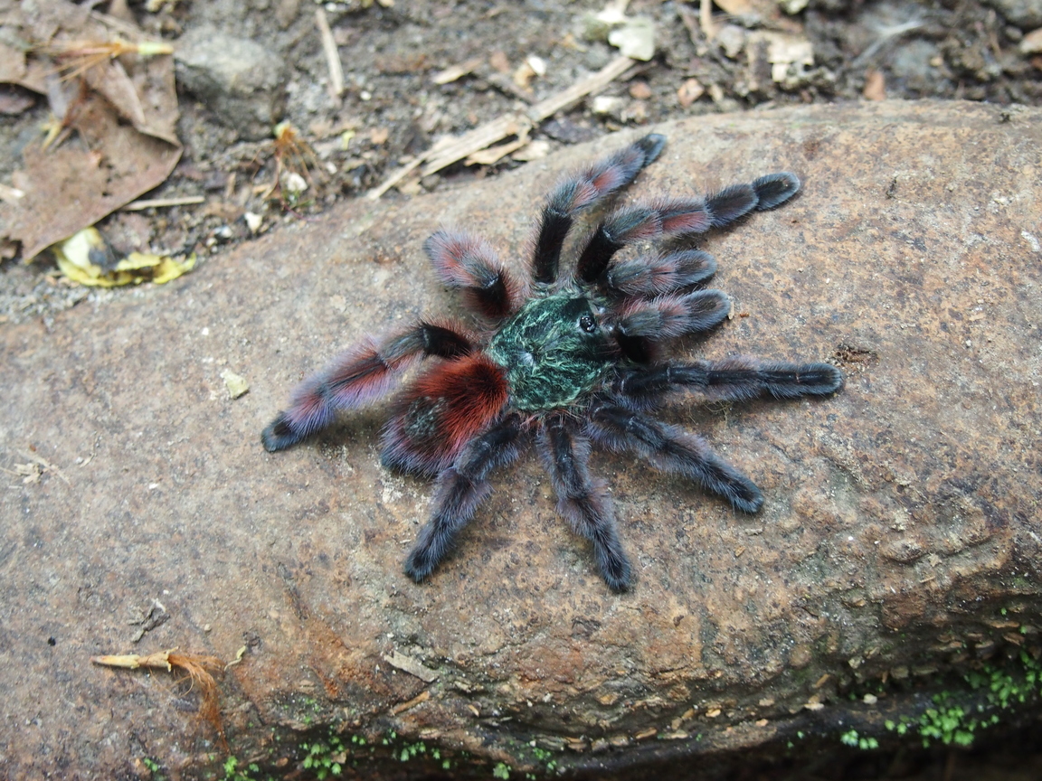 *Caribena versicolor* © A. Lacoeulhe - INPN