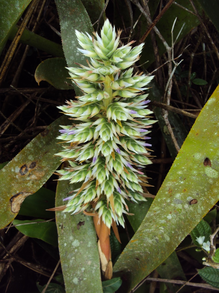 *Aechmea reclinata* © Cesar Delnatte - OMB