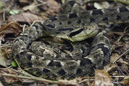 *Bothrops lanceolatus* © Maël Dewynter - INPN