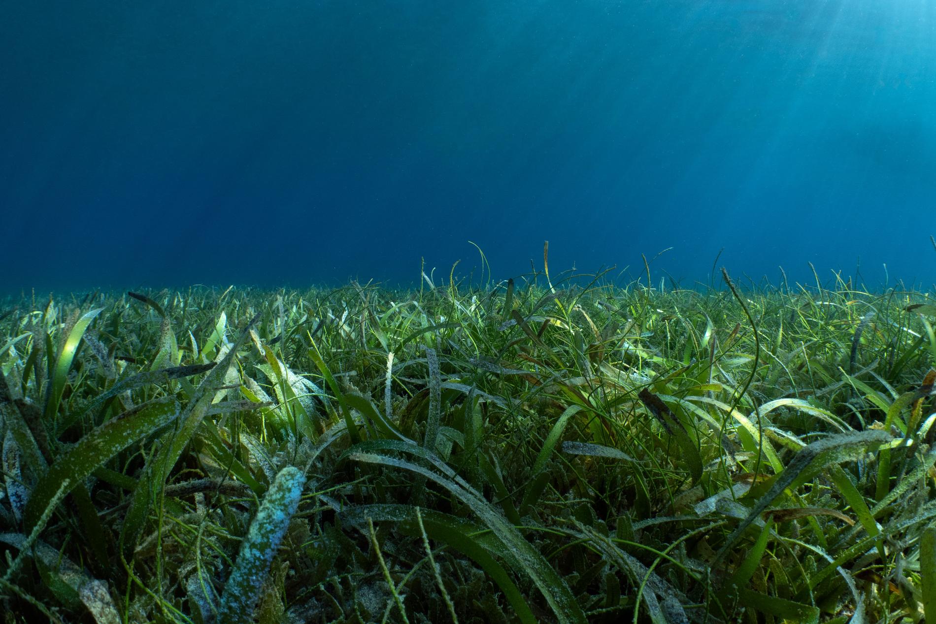 *Thalassia testudinum* © Fabien Lefebvre - Association ACWAA