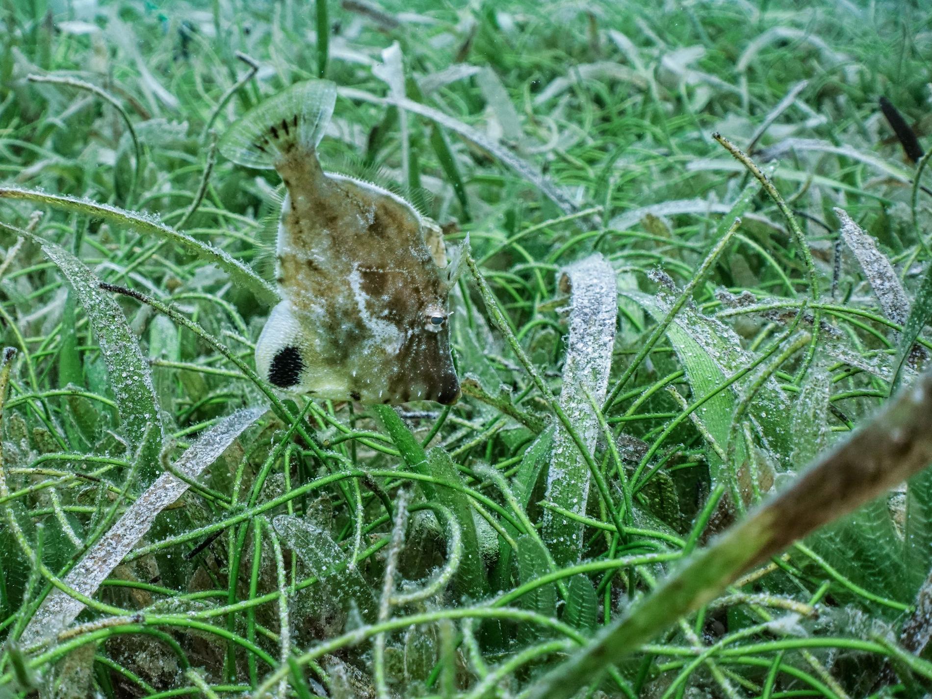 Herbier et poisson, Martinique © Fabien Lefebvre - Association ACWAA