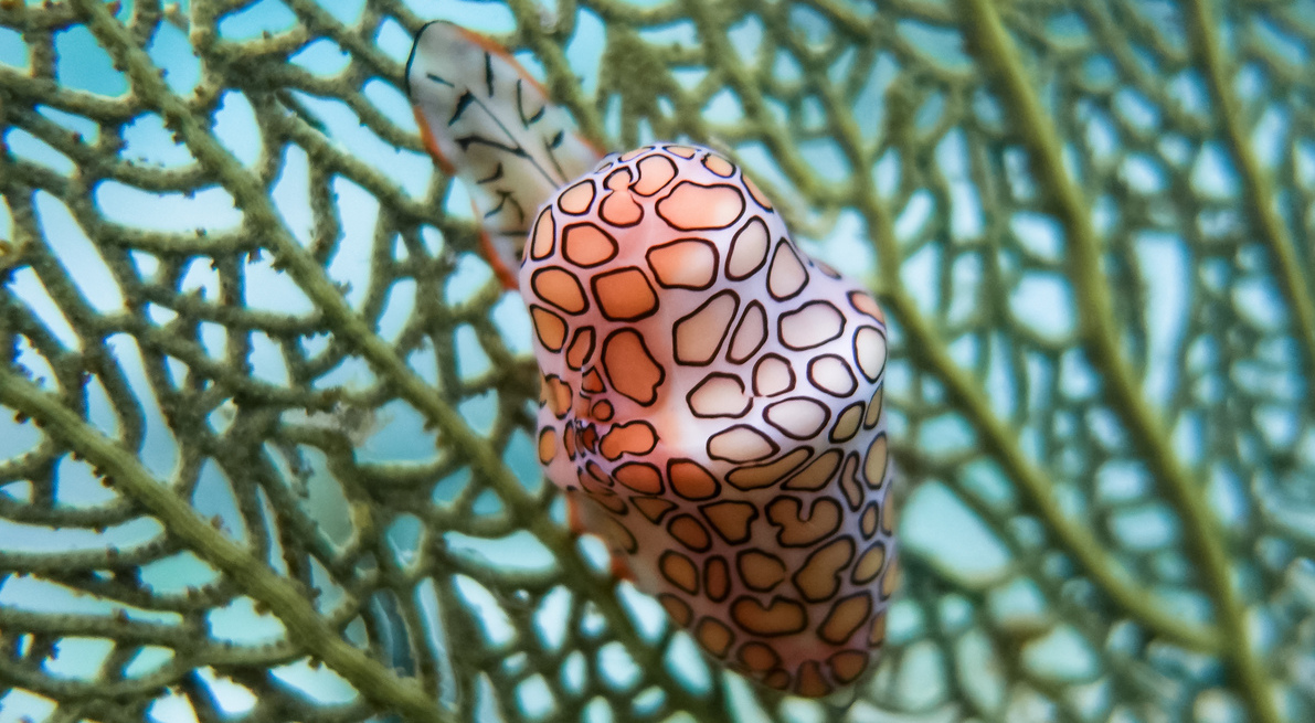 La Monnaie Caraïbes à ocelle (*Cyphoma gibbosum*), Martinique © Fabien Lefebvre - Association ACWAA