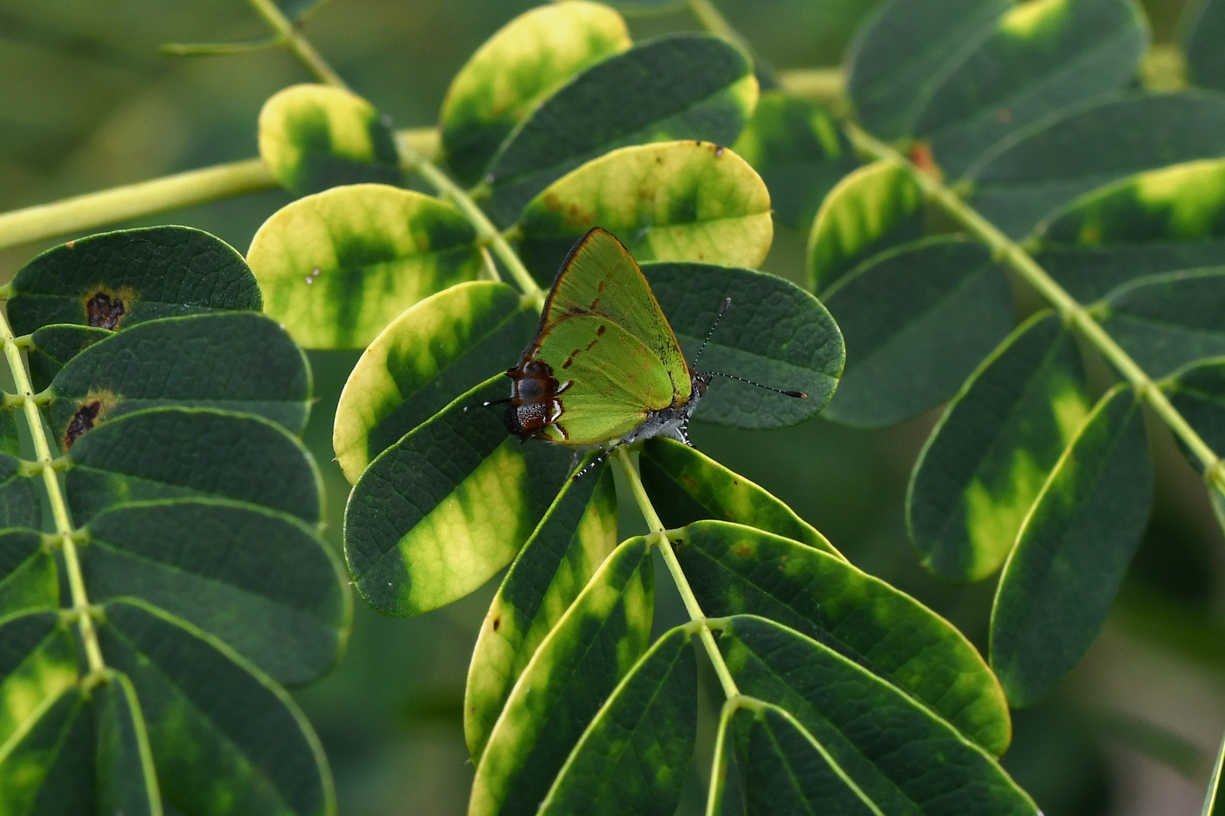 Thécla splendide (*Chlorostrymon lalitae*), espèce endémique de la Guadeloupe © Julien Touroult