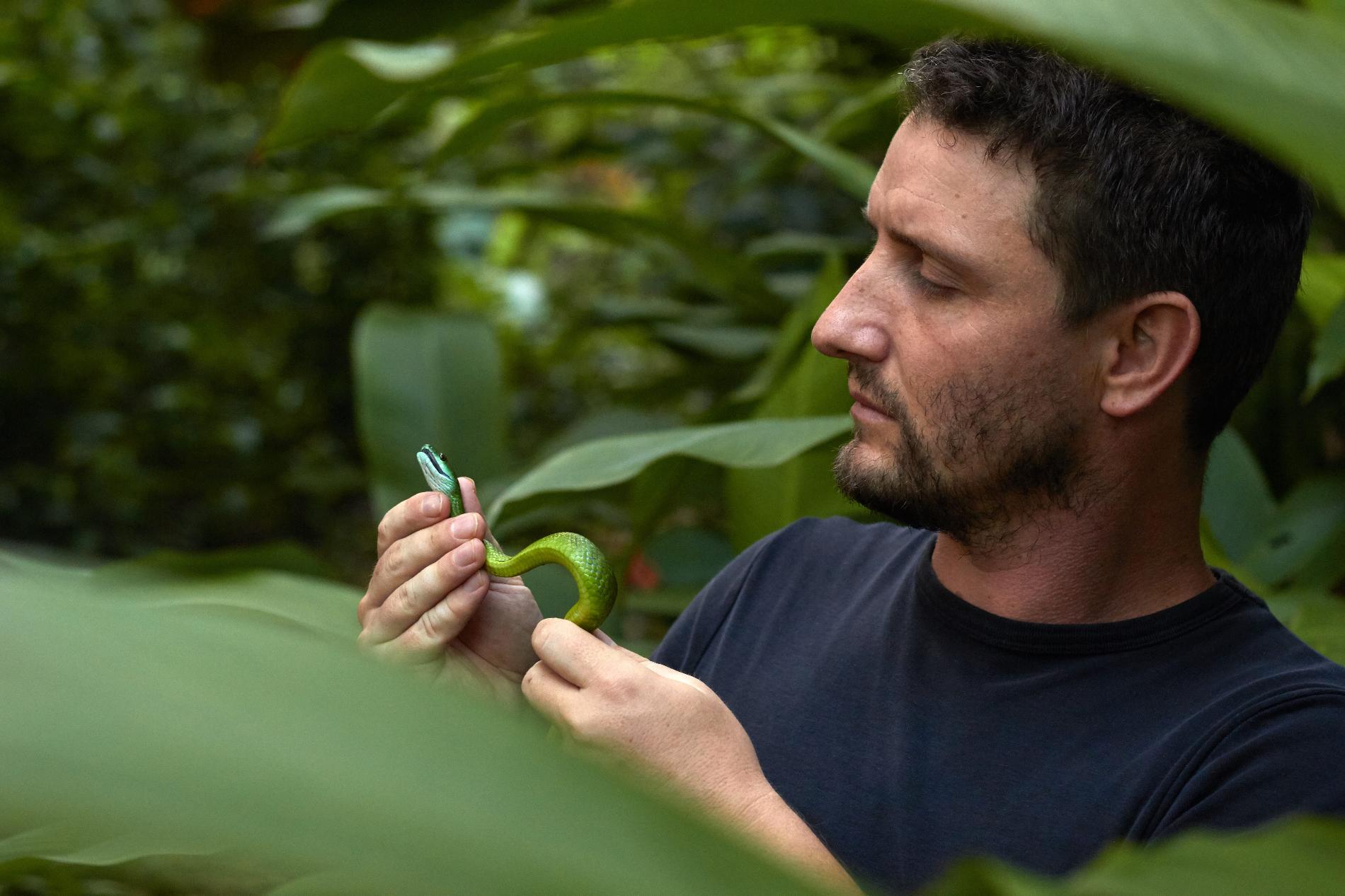Maël Dewynter tenant une Chasseresse émeraude (*Chlorosoma viridissimum*) © Quentin Martinez