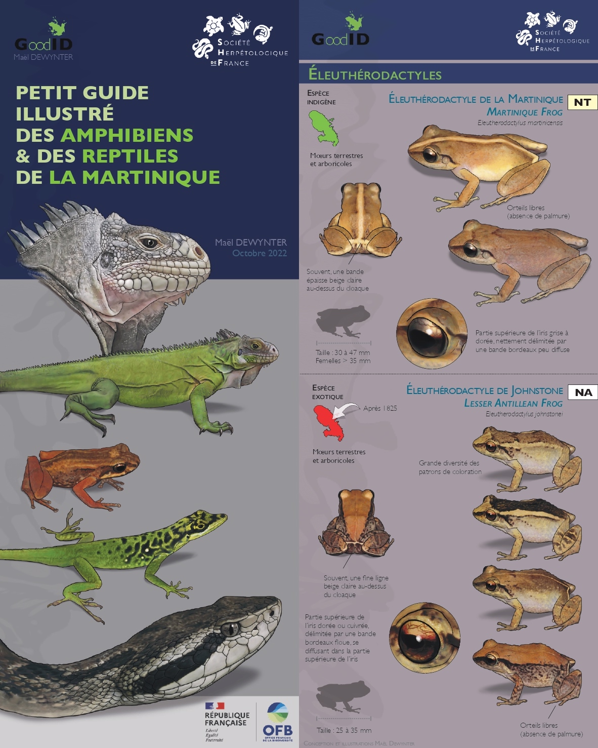 Petit guide illustré des amphibiens et reptiles de la Martinique © Maël Dewynter
