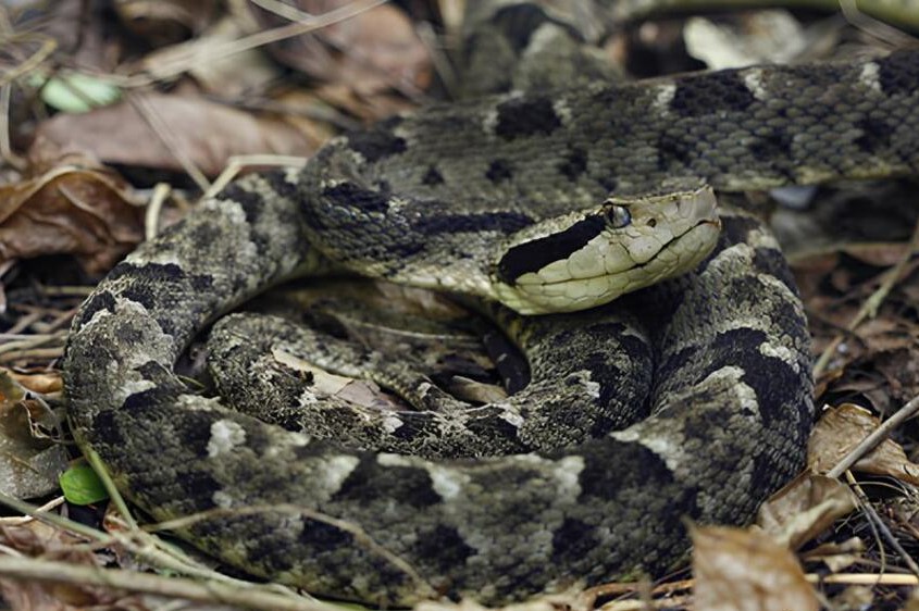 Trigonocéphale (*Bothrops lanceolatus*), espèce endémique de la Martinique © Maël Dewynter