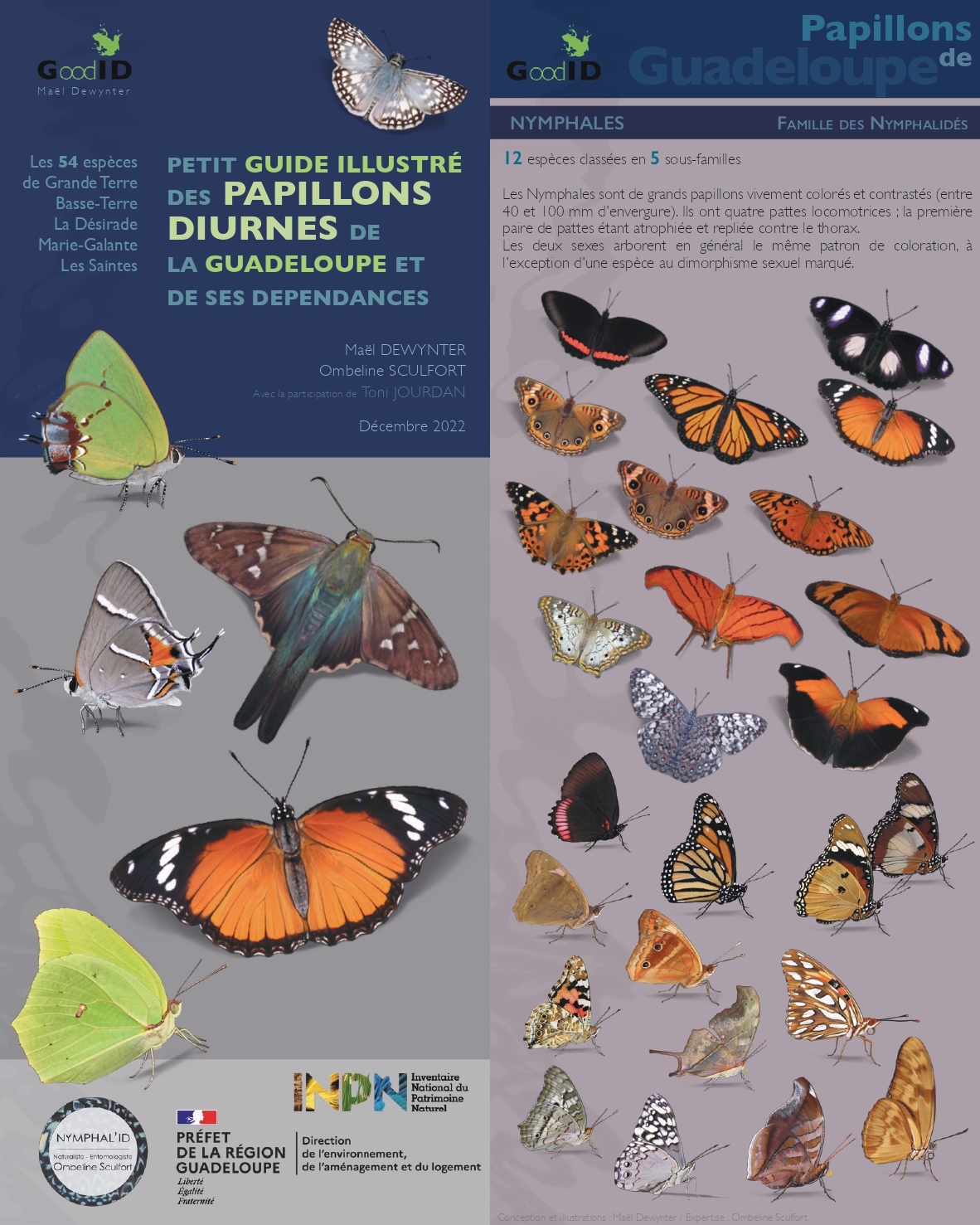 Petit guide illustré des papillons diurnes de la Guadeloupe et de ses dépendances © Maël Dewynter et Ombeline Sculfort avec la participation de Toni Jourdan