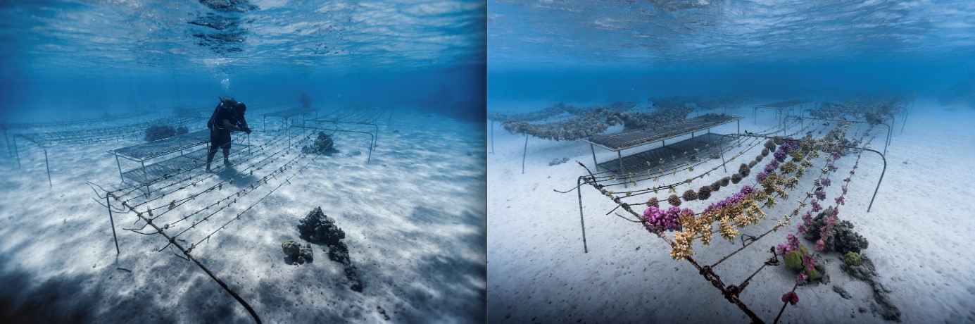 Evolution du développement des coraux sur une pépinière sous-marine © The Coral Gardeners