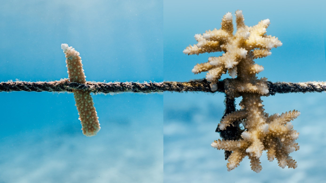 Fragment fraichement mis en bouture et résultat au bout d’un à deux ans en pépinière © The Coral Gardeners