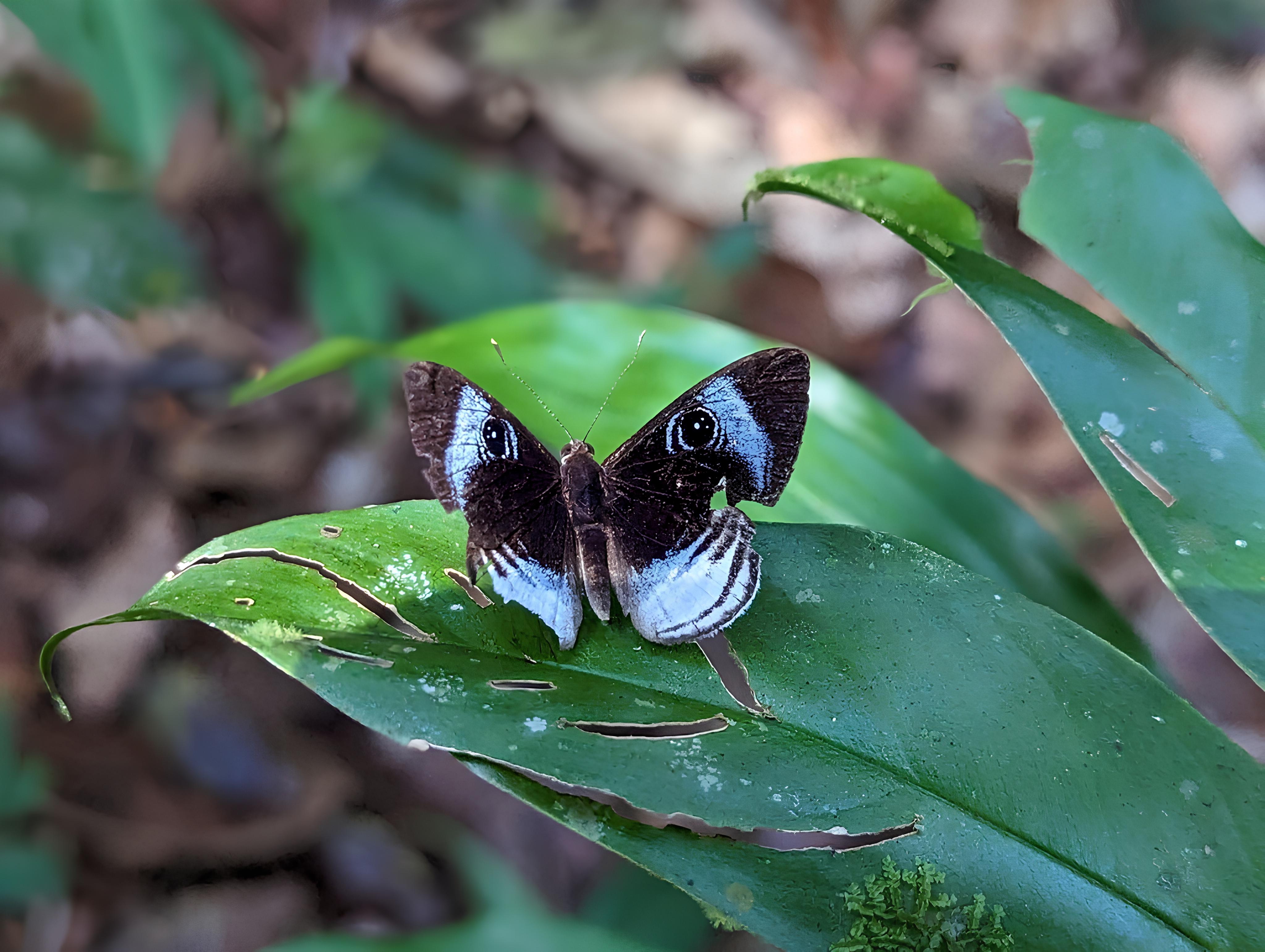 Une espèce de Riodinidae, *Mesosemia philocles*, communément rencontrée dans les sous-bois ensoleillés © Manon Ghislain