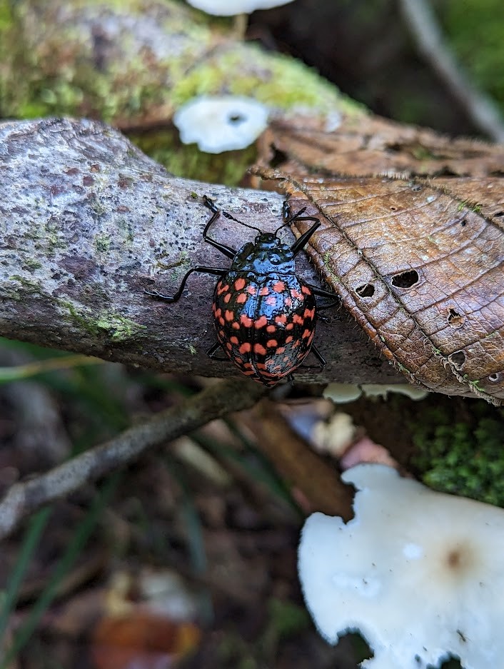 Coléoptère rouge et noir, *Erotylus giganteus* © Manon Ghislain