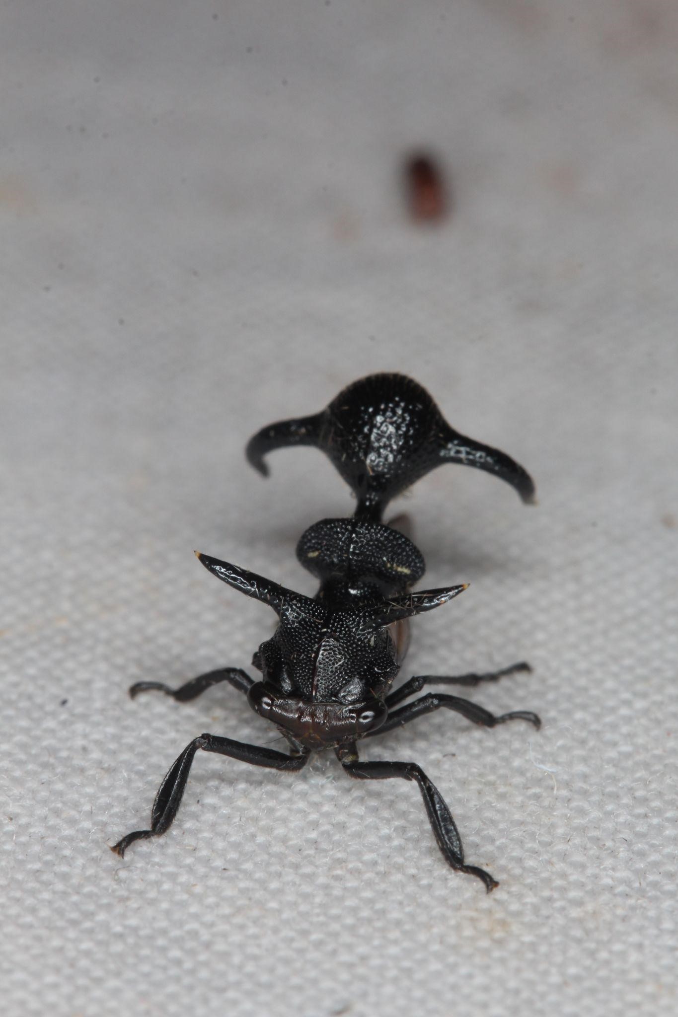 Un représentant de la famille des membracides (*Heteronotus nigrogiganteus*) qui est l’un des groupes étudiés par le protocole de piège lumineux © Jérémie Lapèze