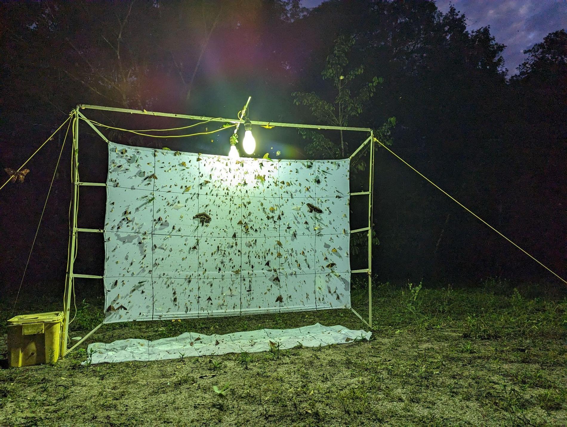 Drap blanc éclairé pour attirer les insectes nocturnes avec des quadrillages permettant de délimiter des zones de comptage d’insectes © Manon Ghislain