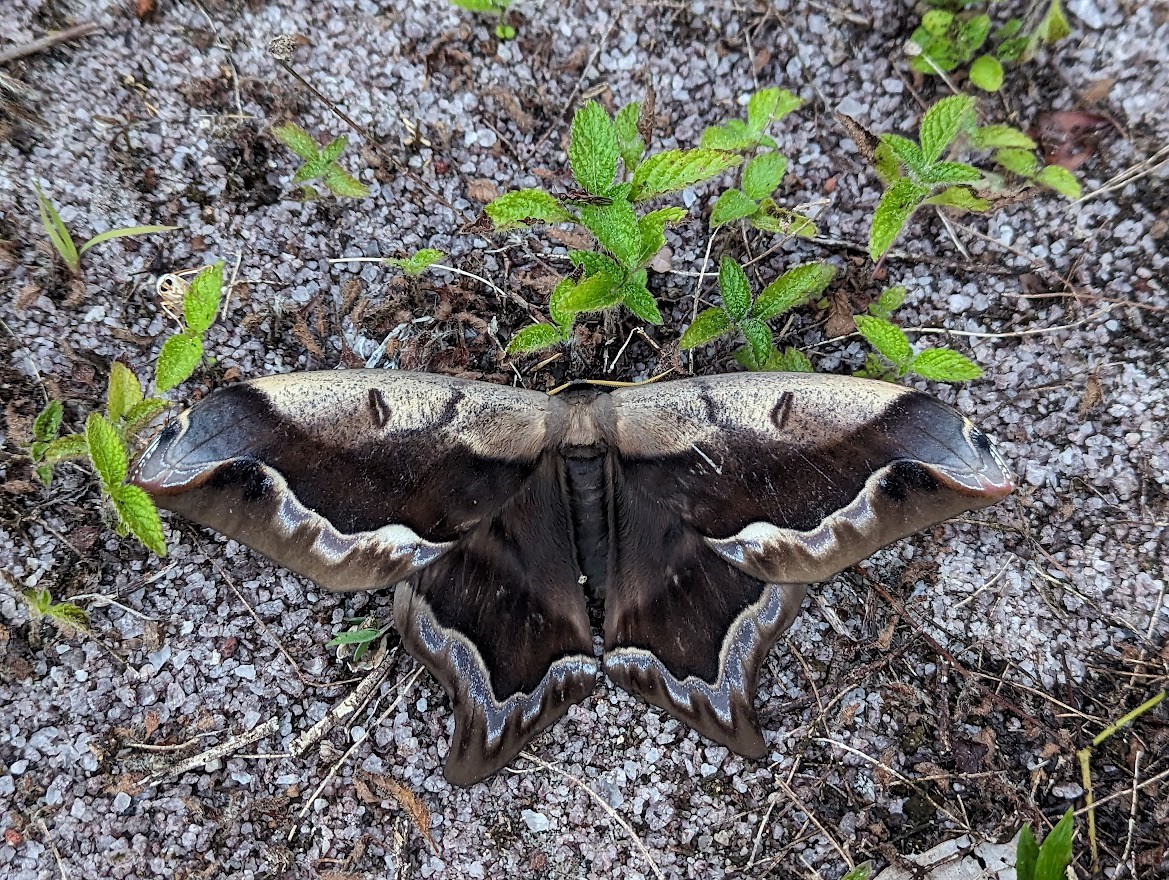 Papillon de nuit de la famille des Saturniidae, Arsenura sylla © Manon Ghislain