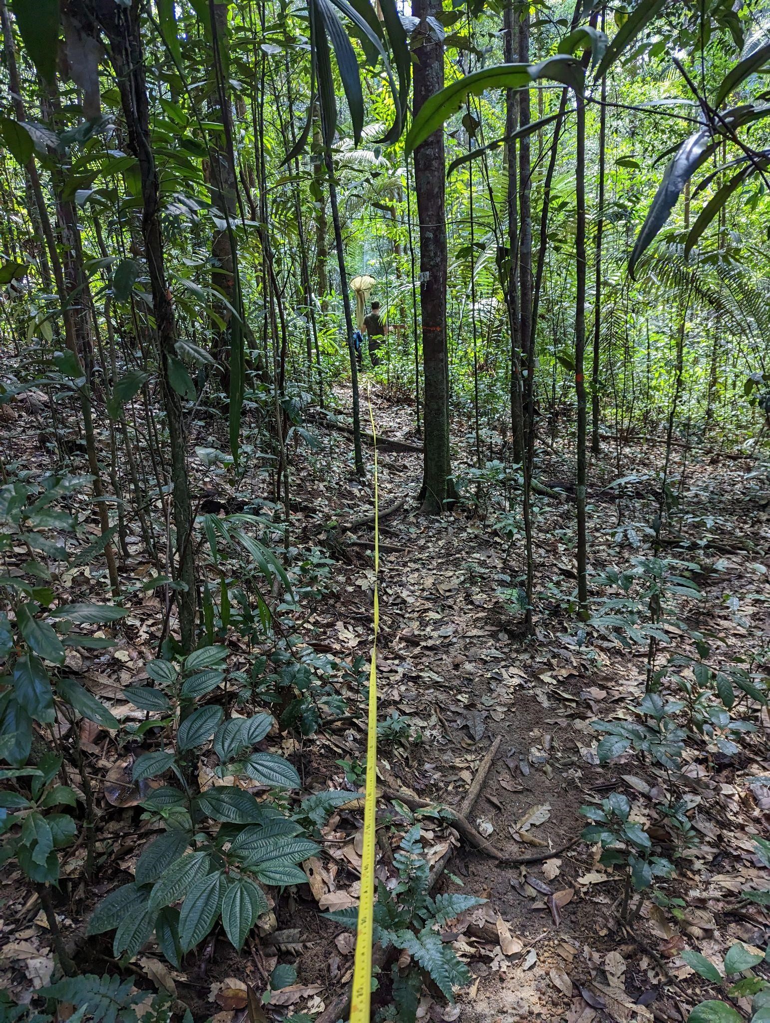 Marquage des transects pour le comptage des papillons de jour © Manon Ghislain