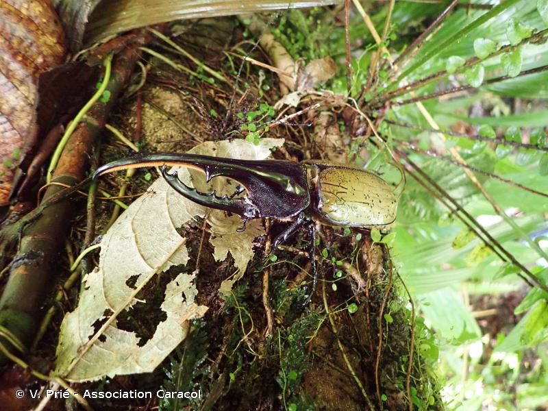 *Dynastes hercules* © Vincent Prié - Caracol